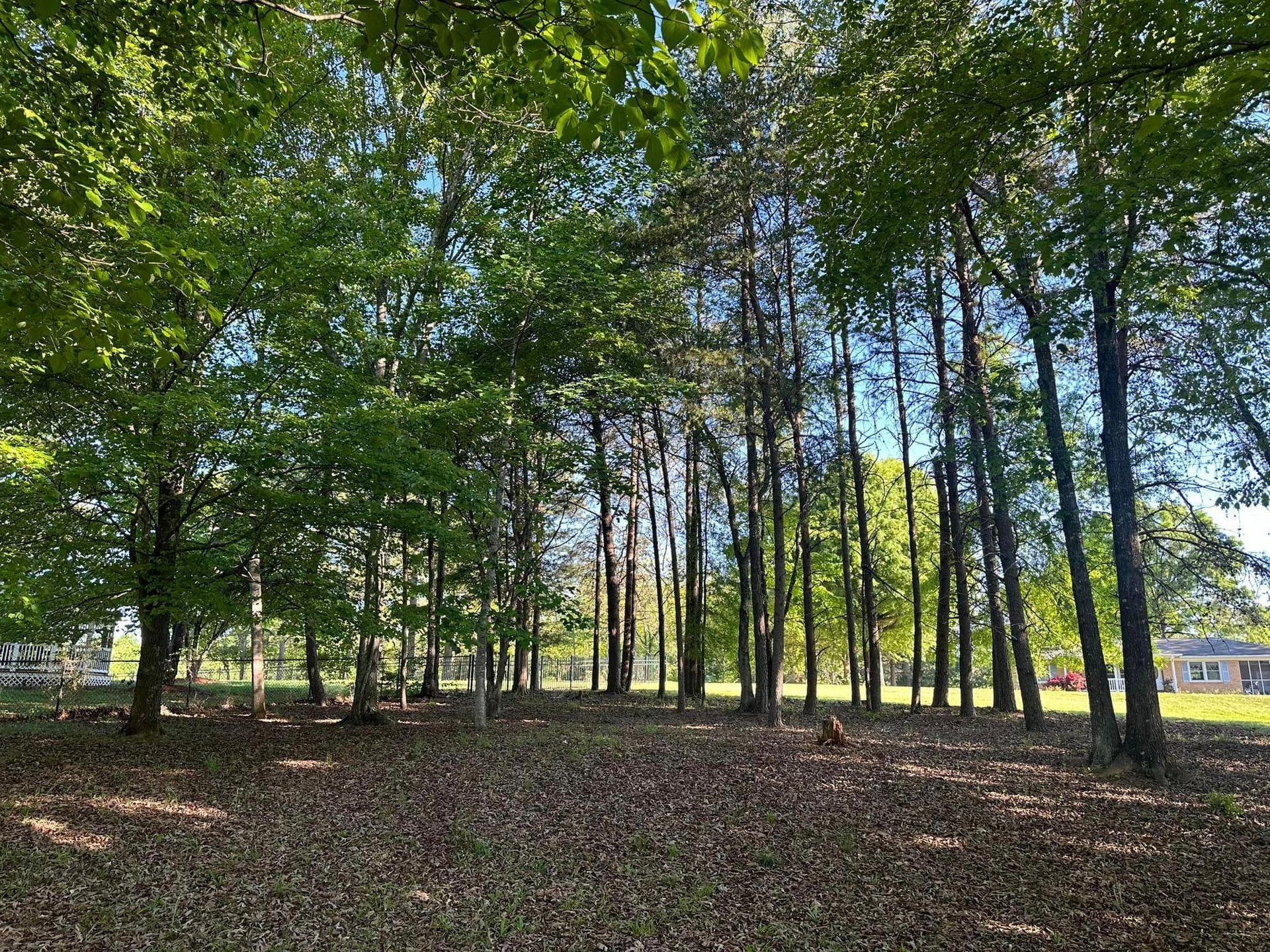 A row of trees in a park with a lot of leaves on the ground.
