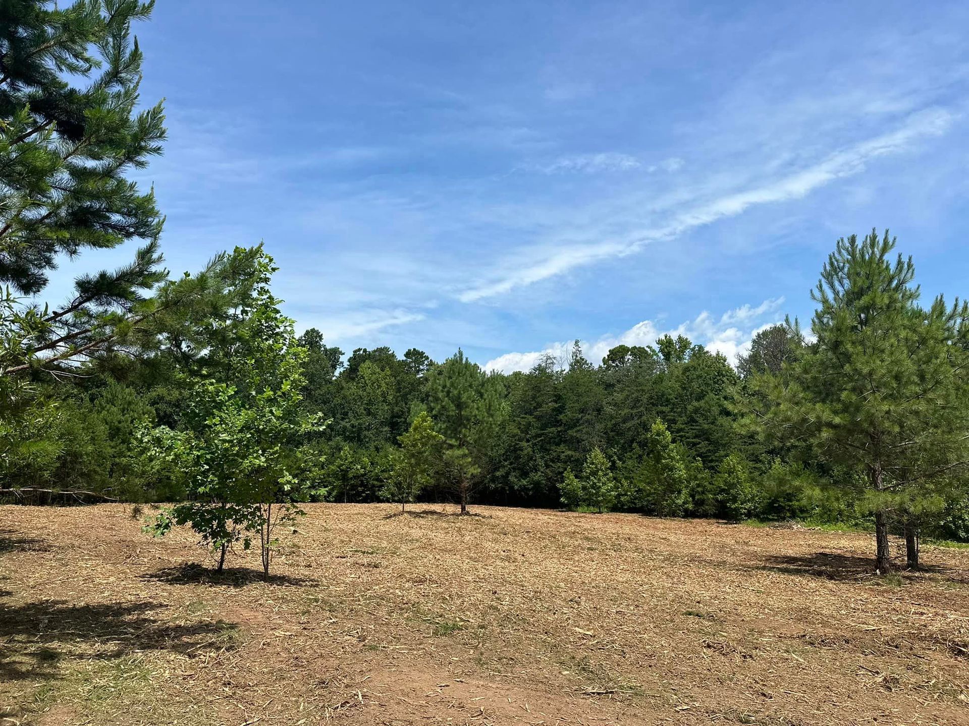 A field with trees and a blue sky in the background.