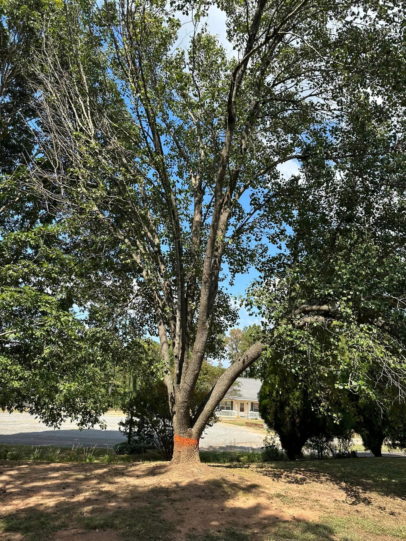 A large tree with lots of leaves is in a park.