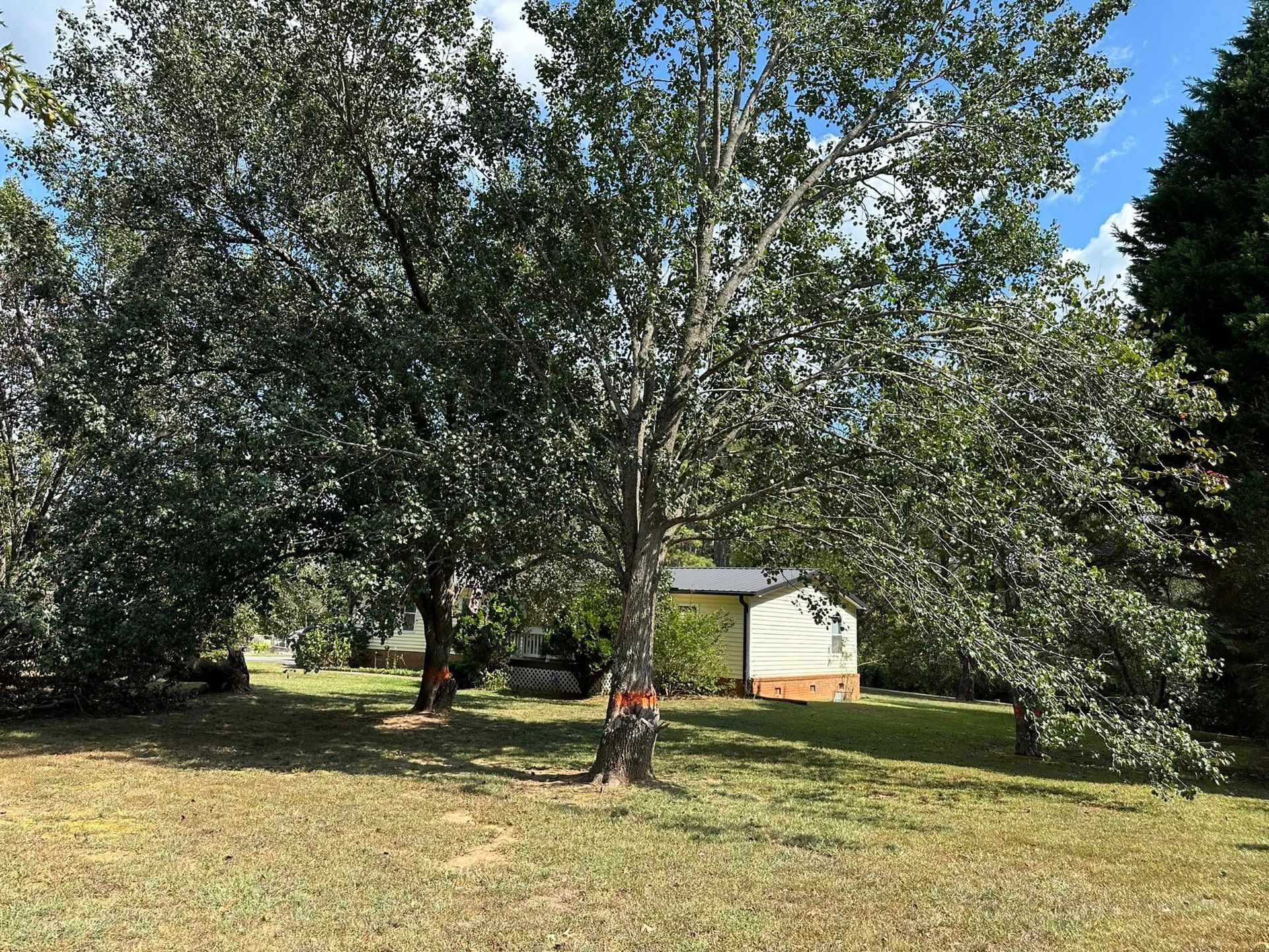 A large tree in the middle of a grassy field with a house in the background.
