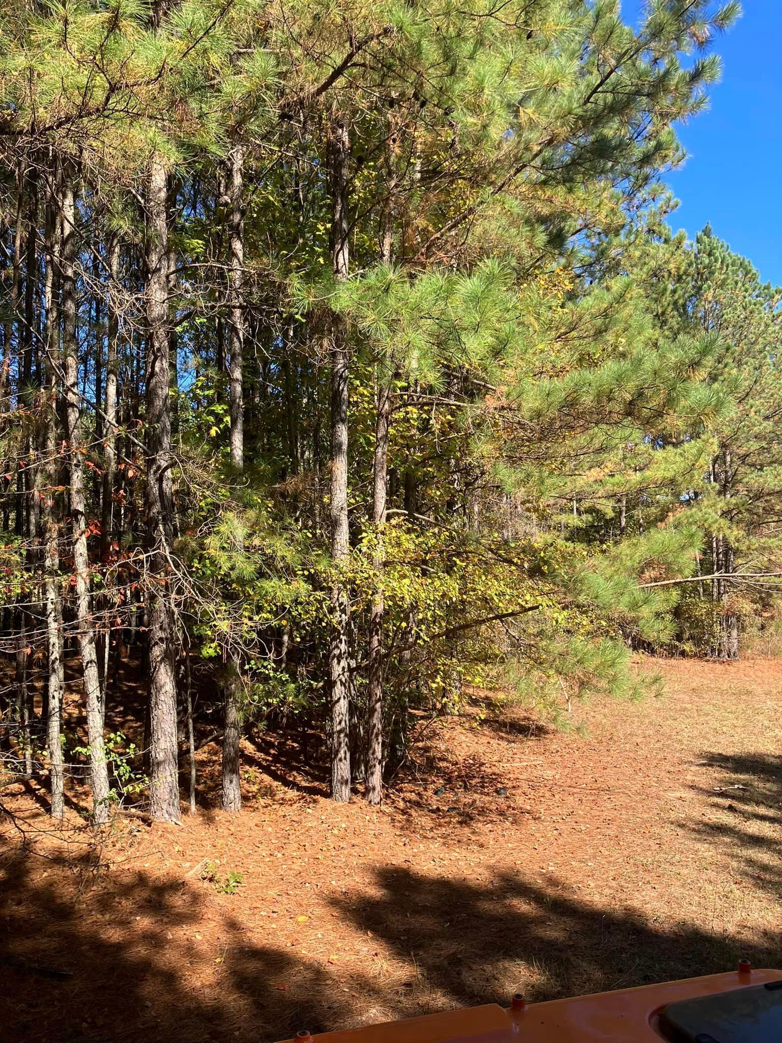 A row of pine trees in a forest with a blue sky in the background.