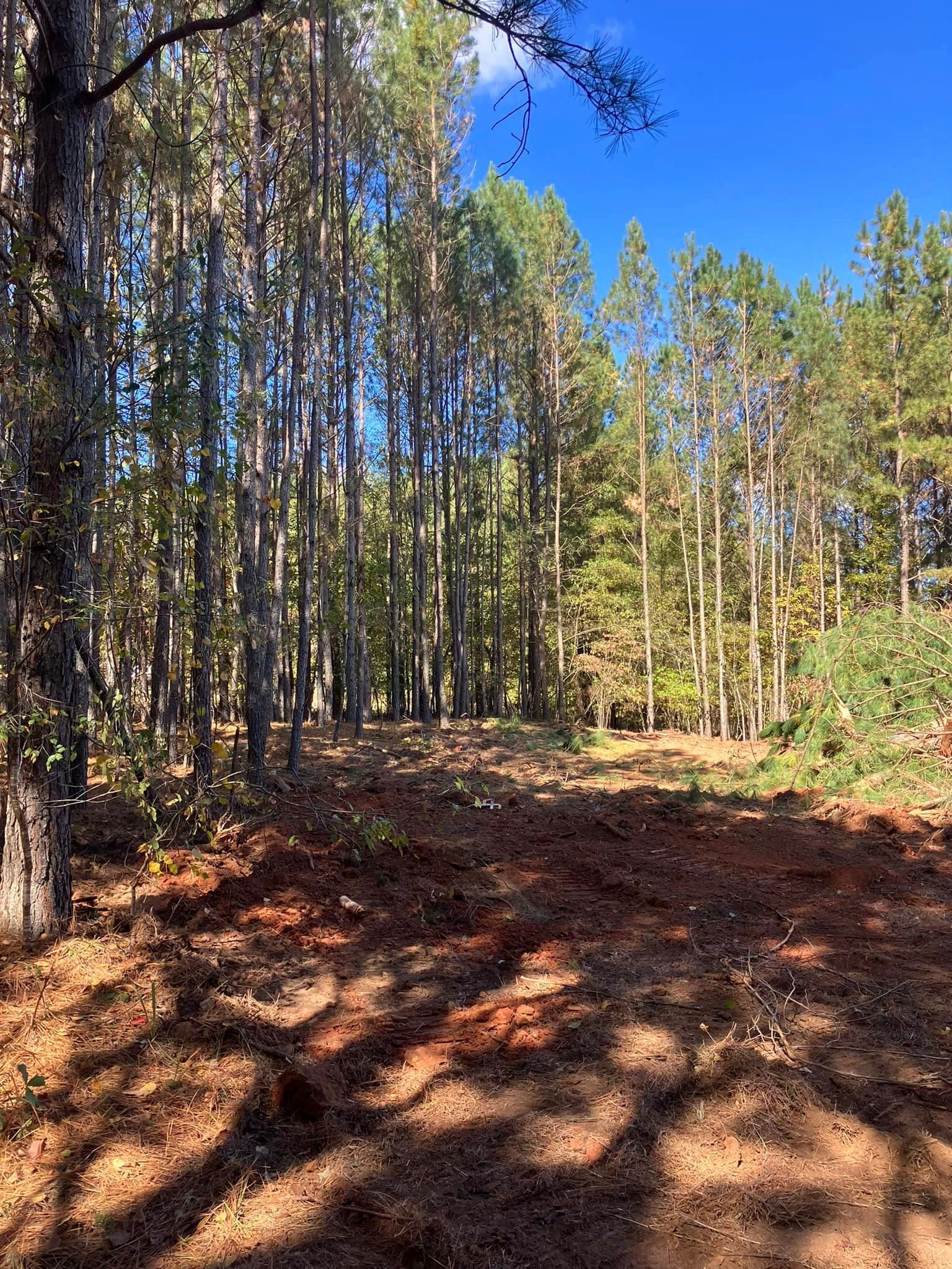 A path in the middle of a forest with trees and leaves on the ground.