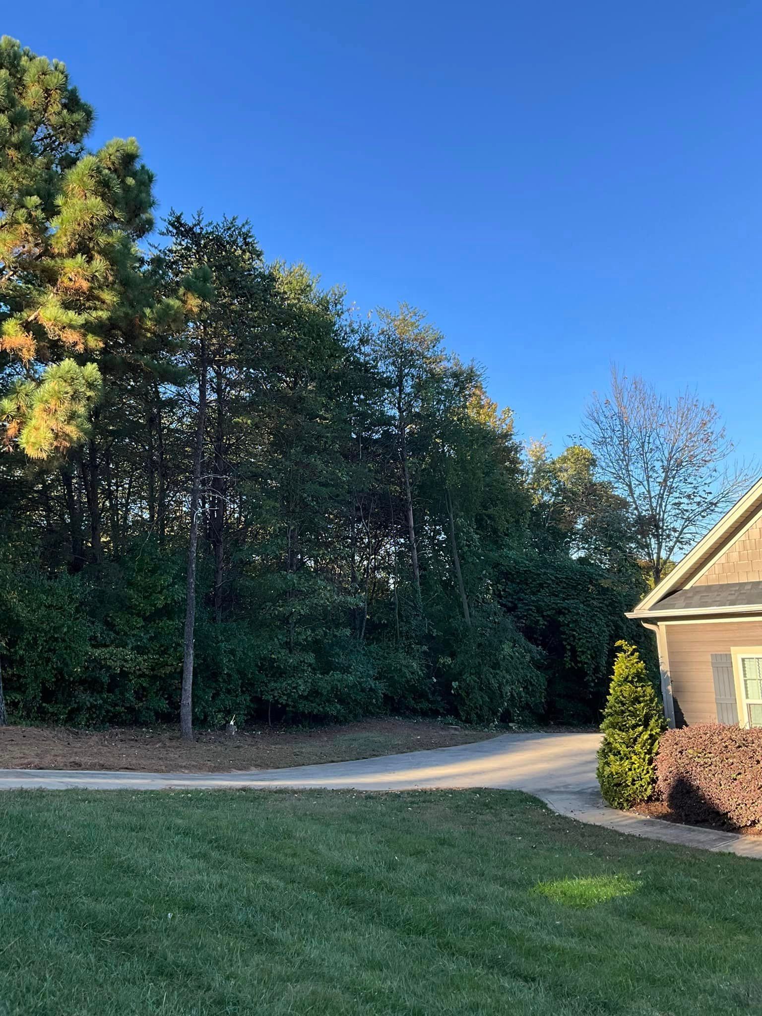 A house with a driveway leading to it is surrounded by trees and bushes.