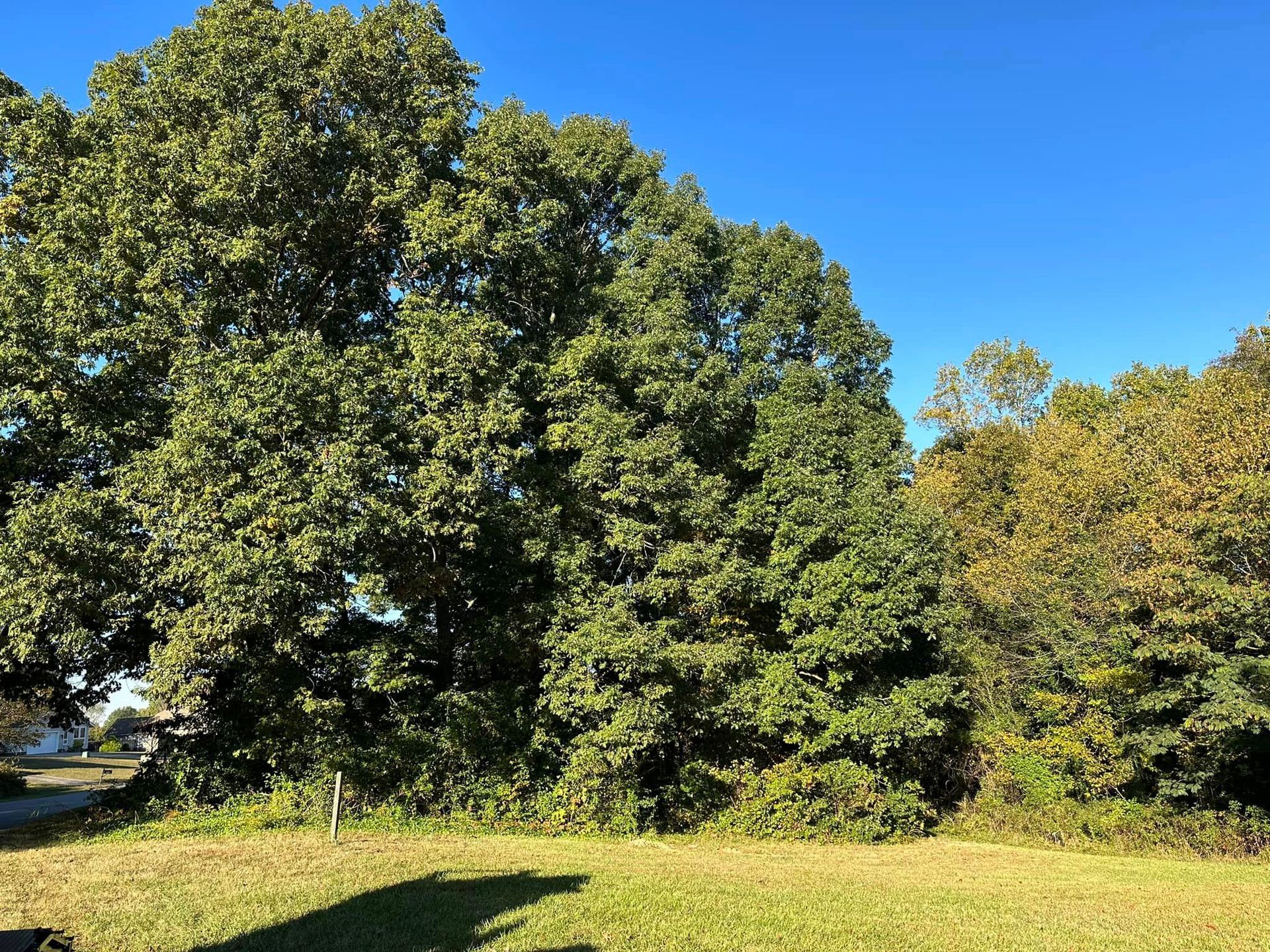 A large tree is in the middle of a grassy field.