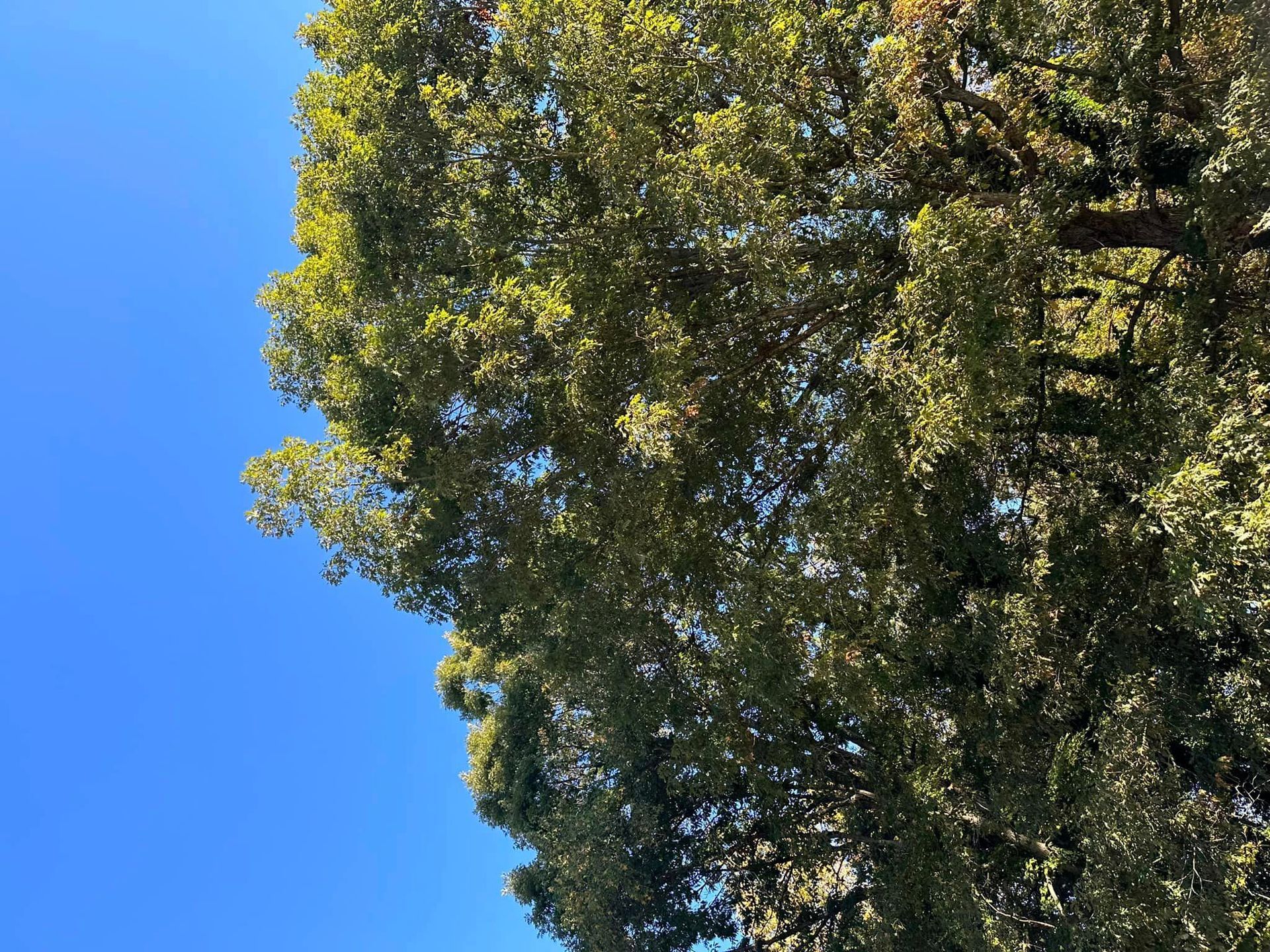 Looking up at a tree with a blue sky in the background.