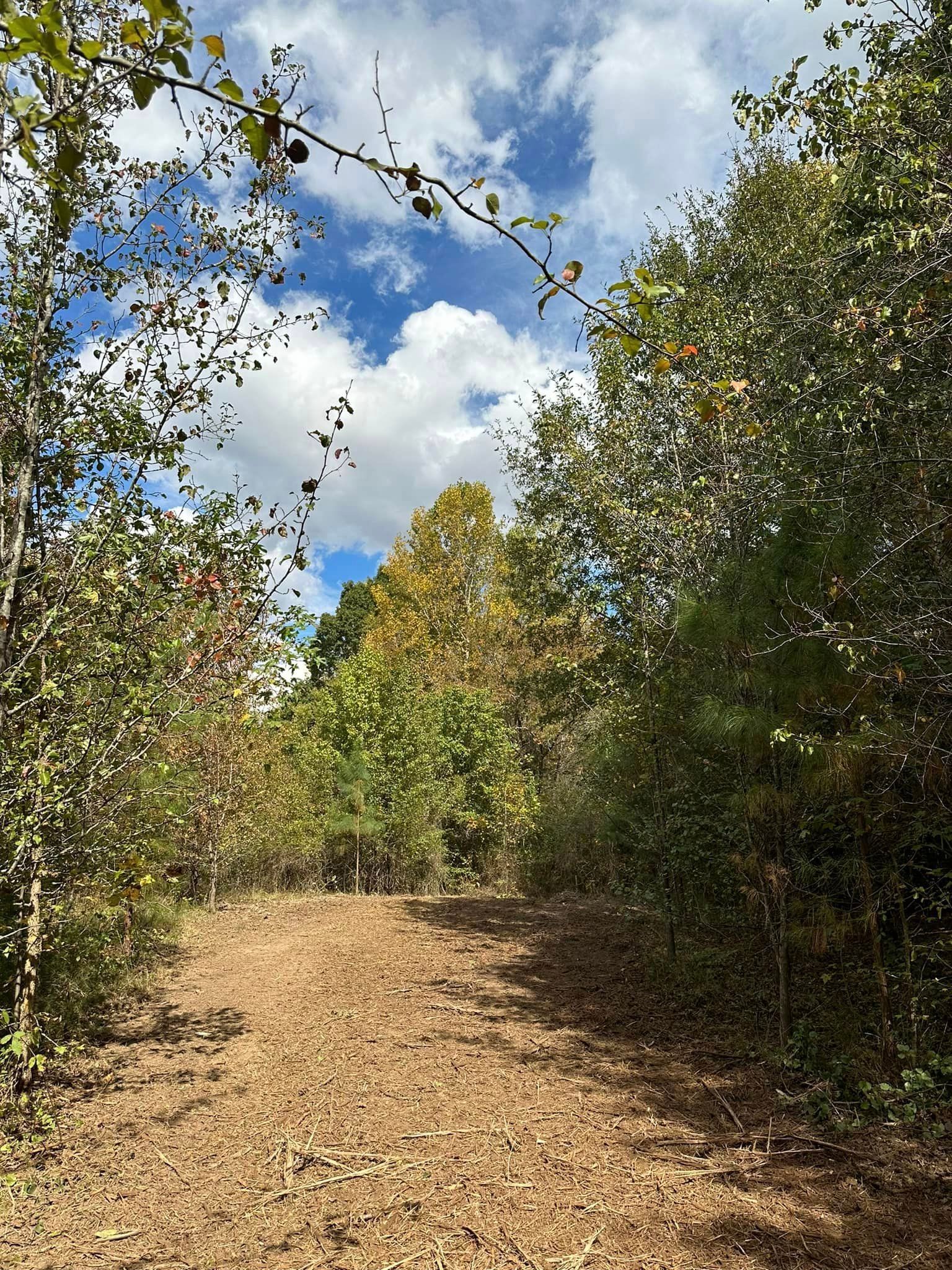 A dirt road in the middle of a forest with trees on both sides.