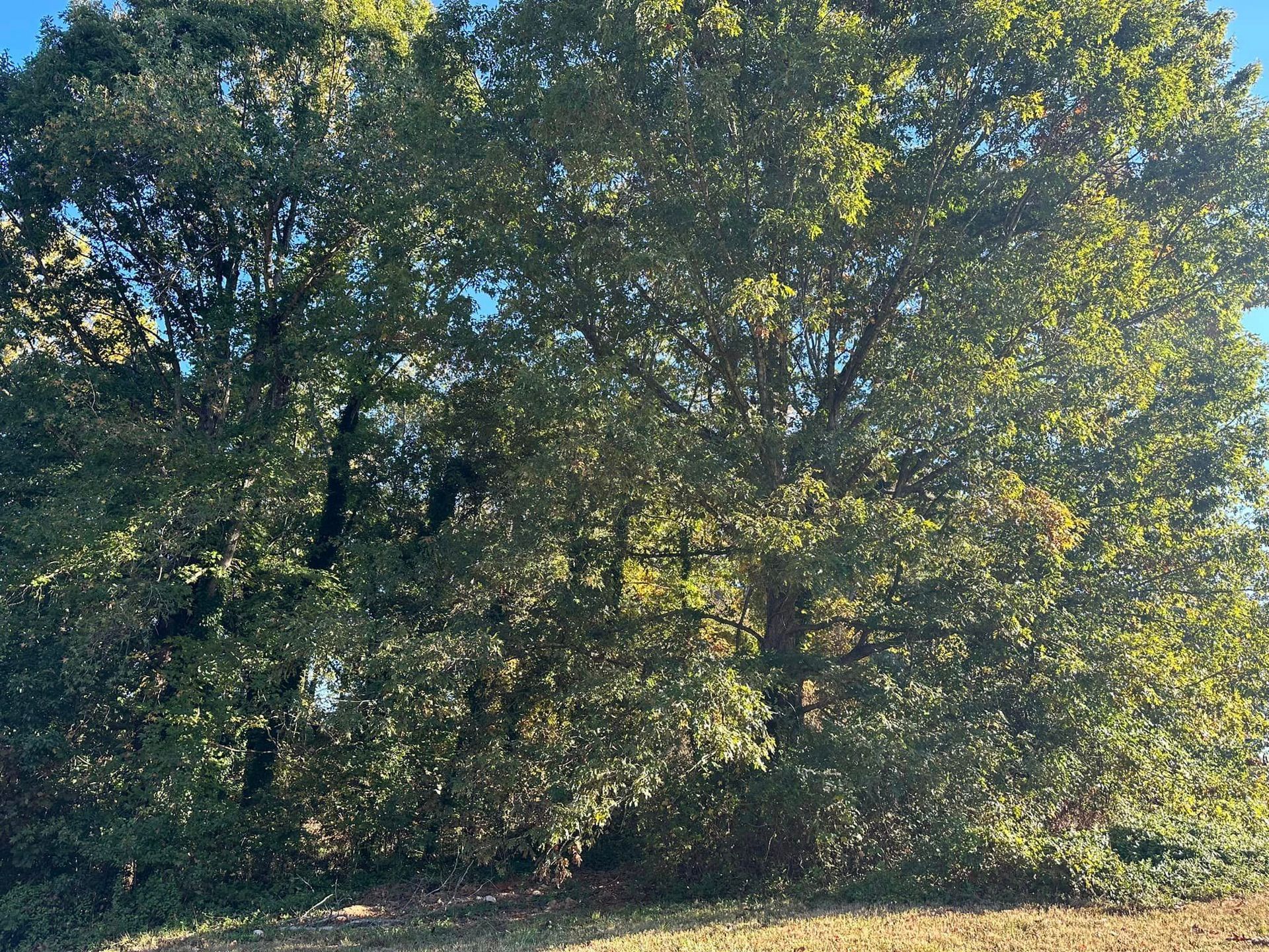 A large tree with lots of leaves is in the middle of a field.