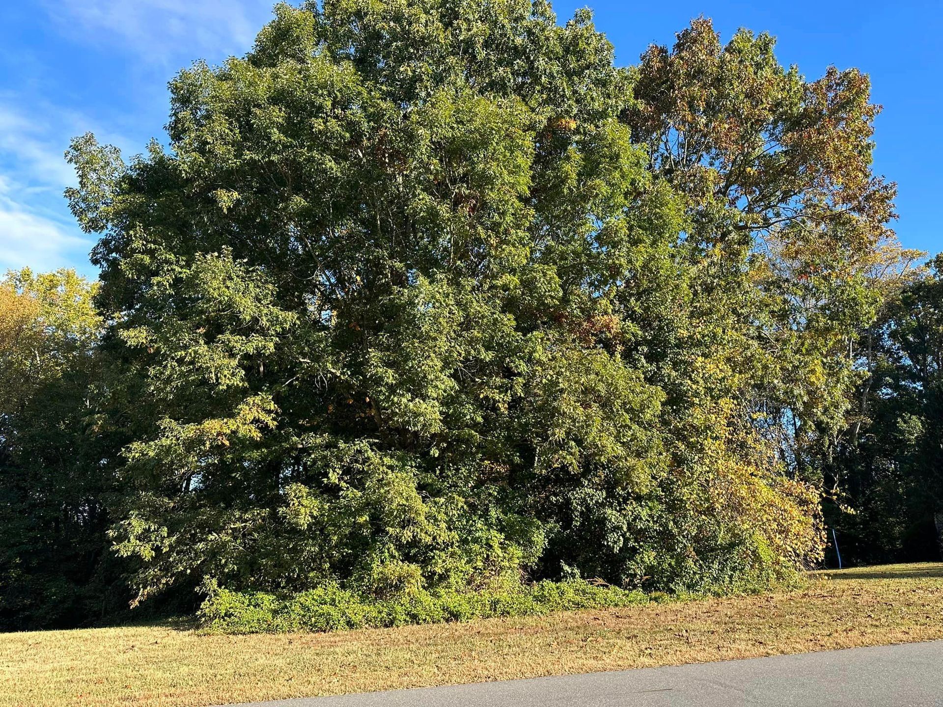 A large tree is in the middle of a grassy field.