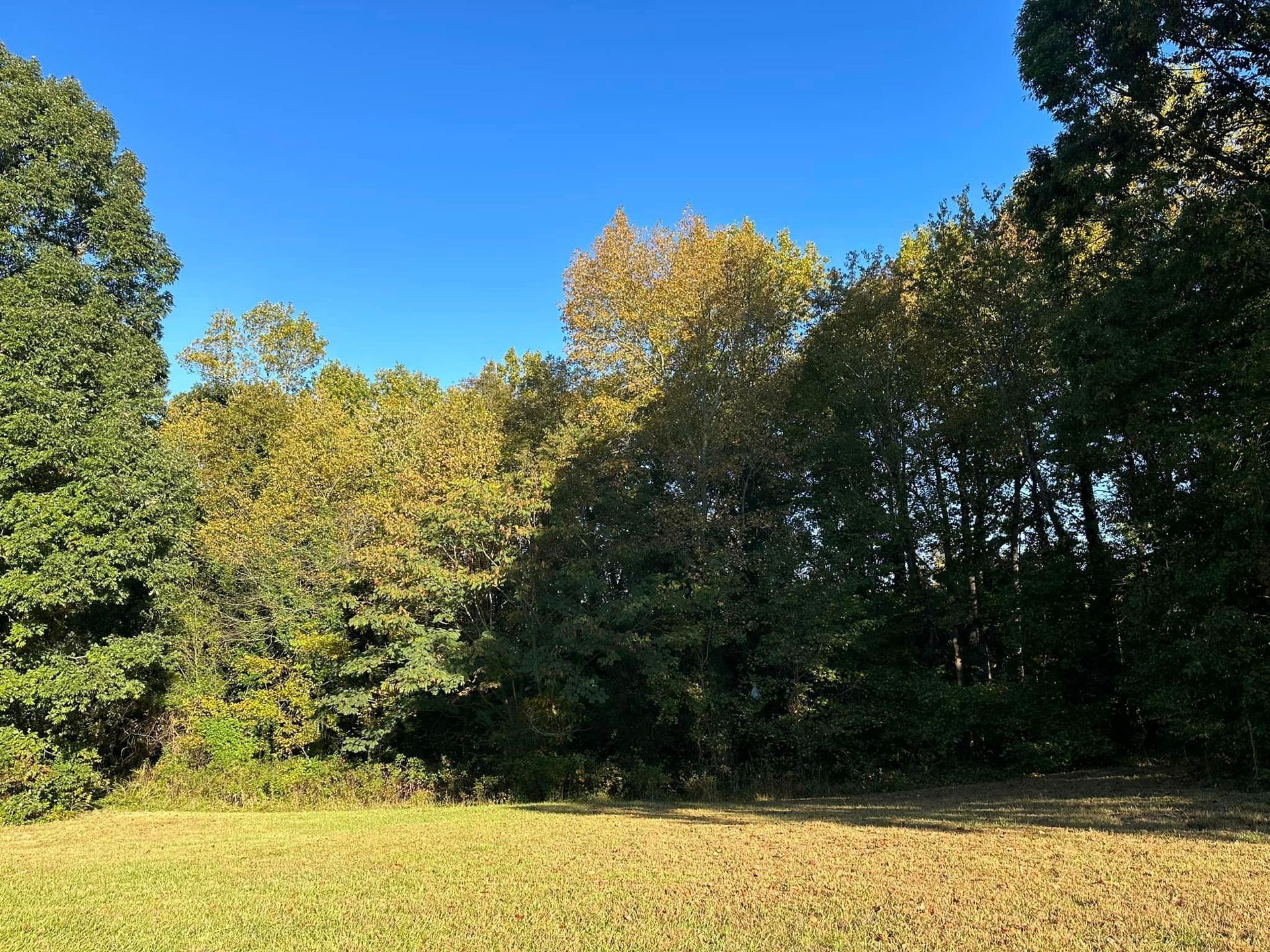 A field with trees in the background and a blue sky