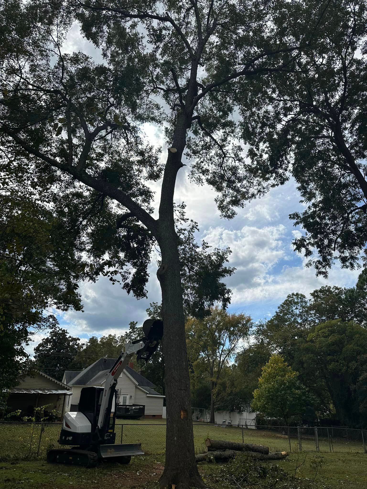 A tree being cut down by a machine in a field.