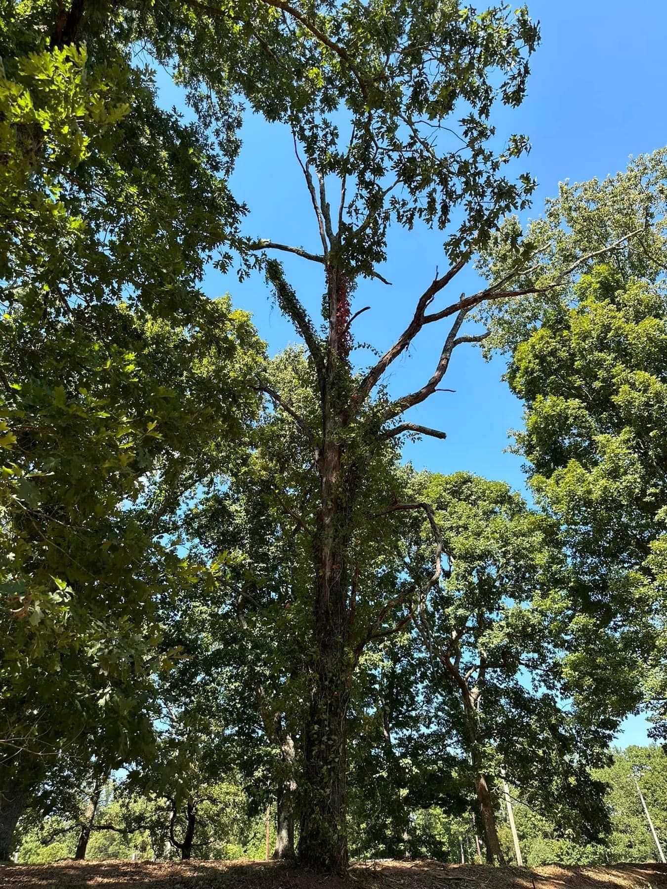 A tree with lots of leaves against a blue sky