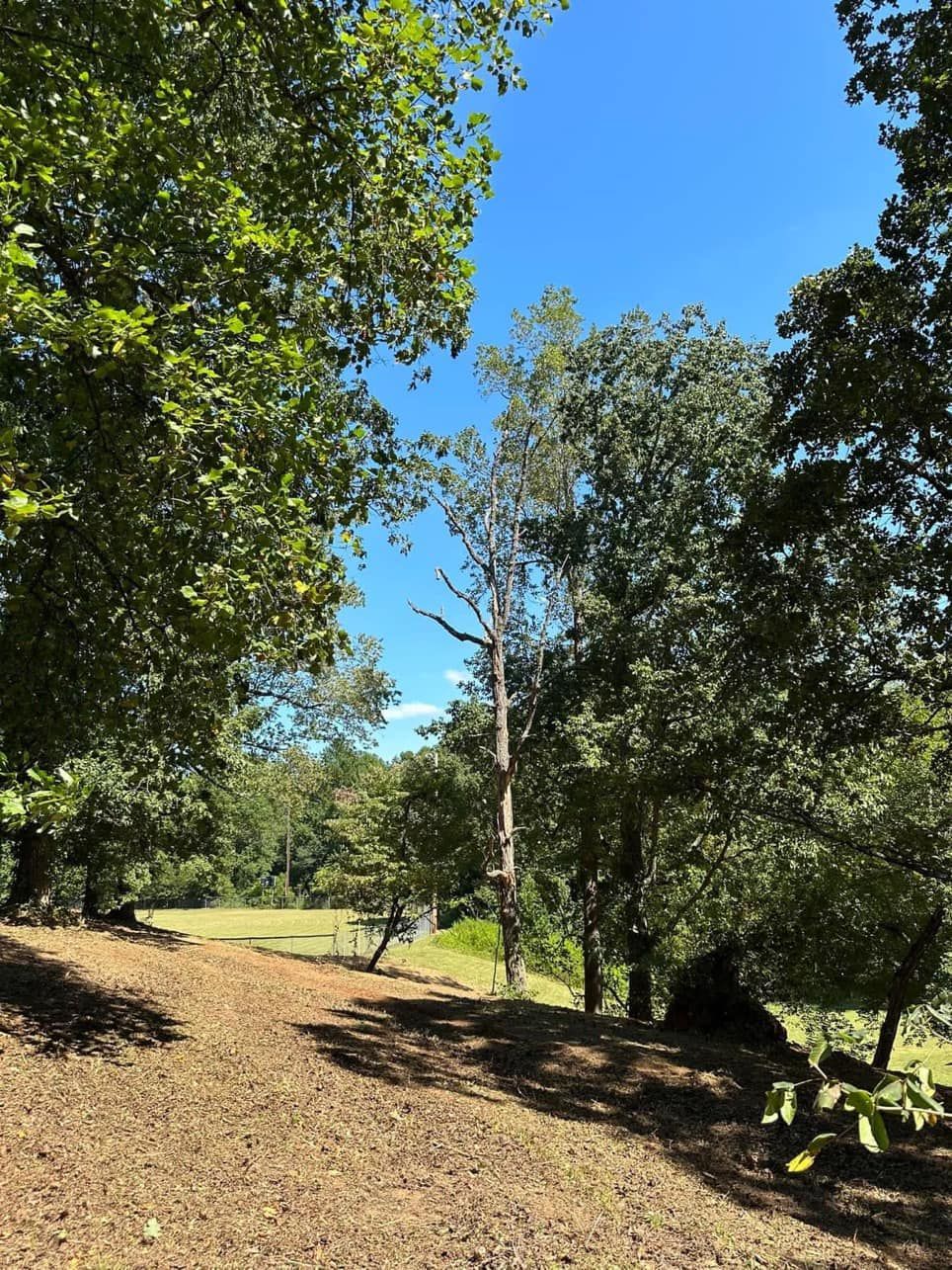 A dirt path surrounded by trees on a sunny day