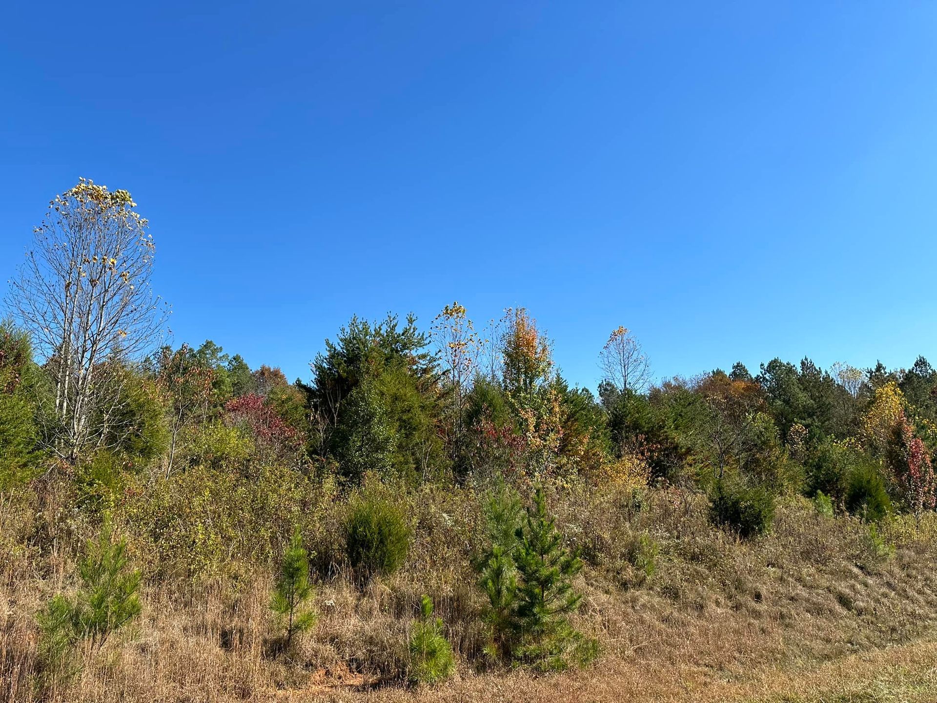 There are trees in the background and a blue sky in the background.