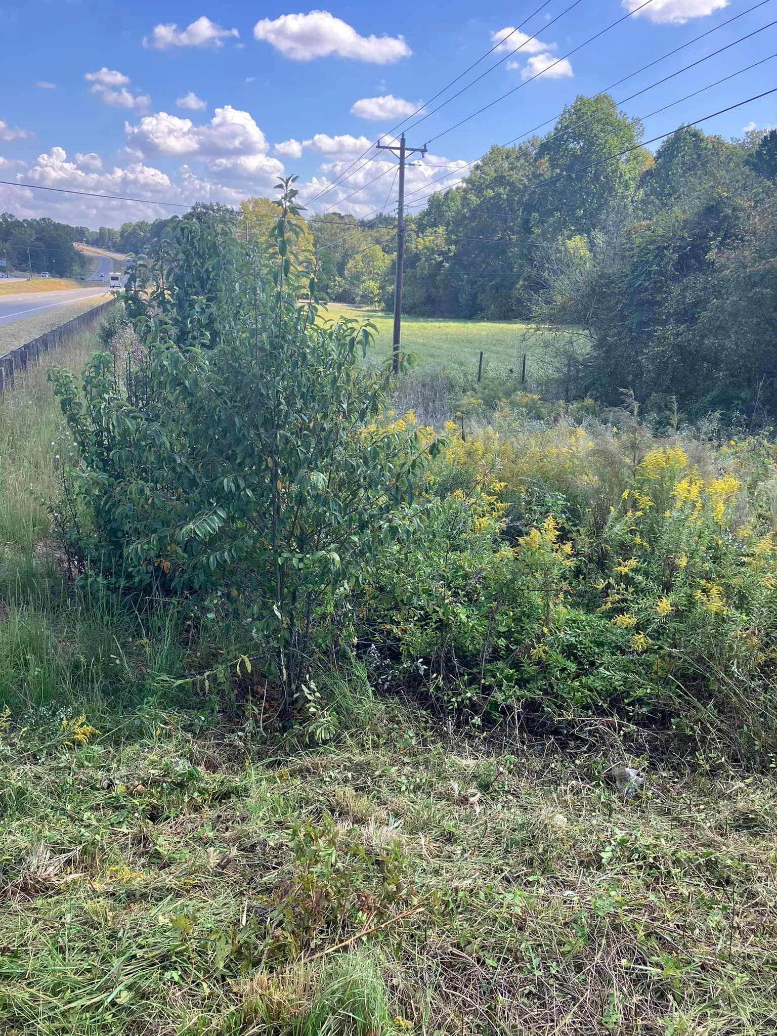 A lush green field with trees and power lines in the background.