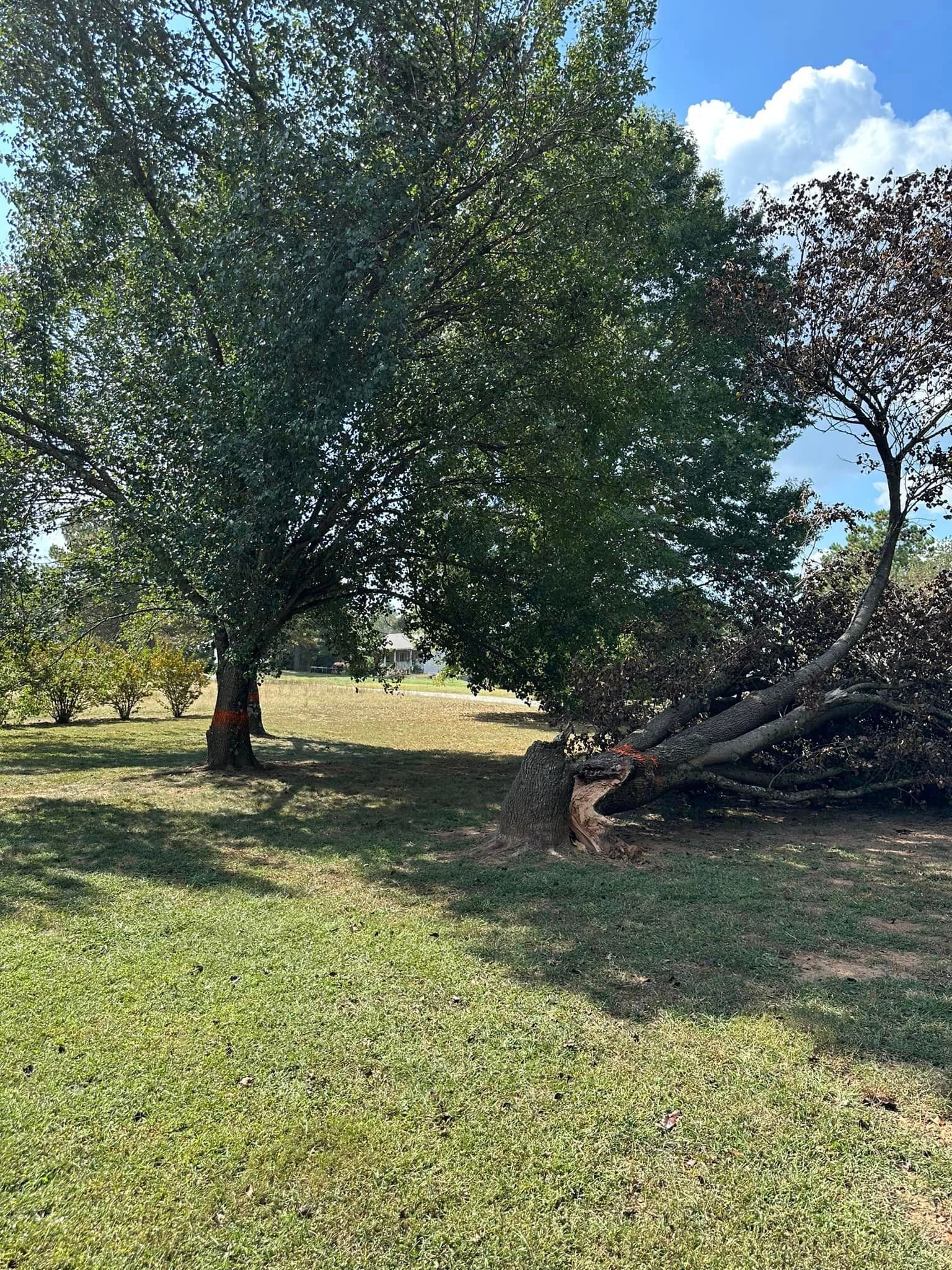 A large tree is sitting in the middle of a grassy field.
