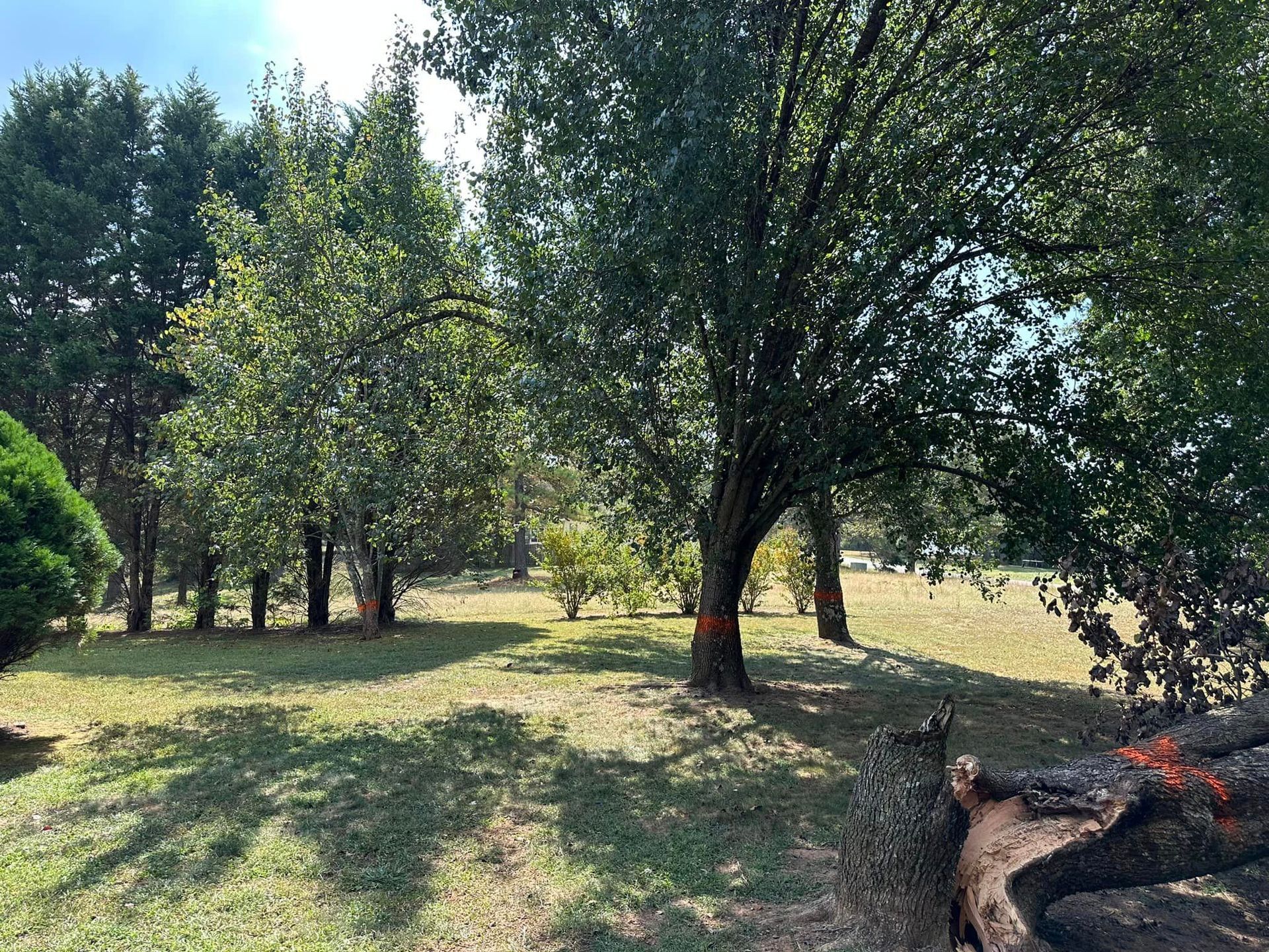 A field filled with trees and grass on a sunny day.