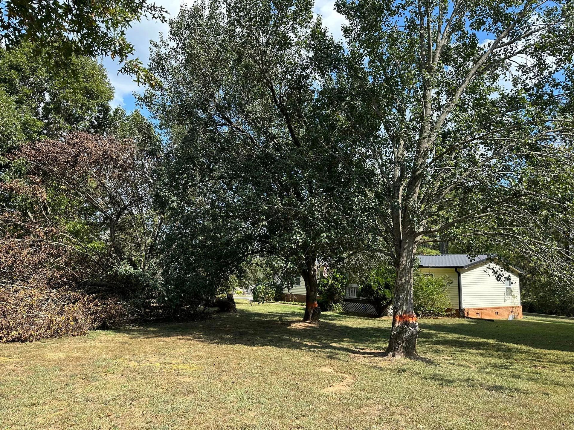 A lush green field with trees and a house in the background.