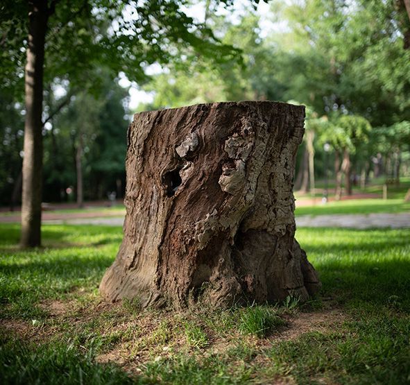 Tree Removal