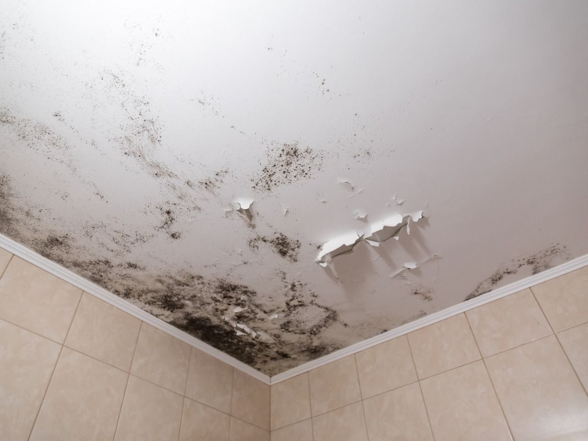 A bathroom ceiling with significant black mold growth and peeling paint above tiled walls.
