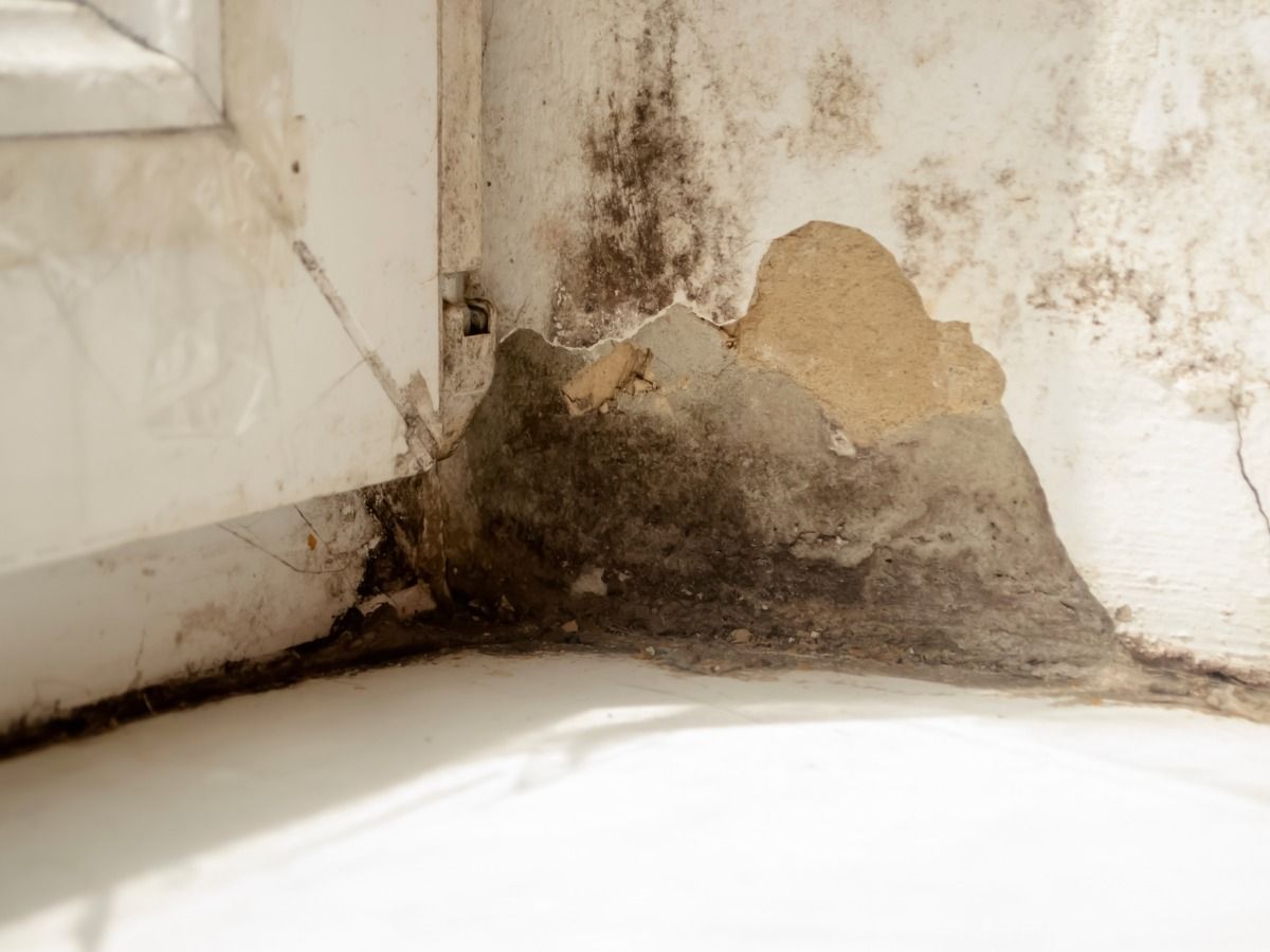 A corner of a window frame with severe dark mold, peeling paint, and damp, damaged interior wall plaster.