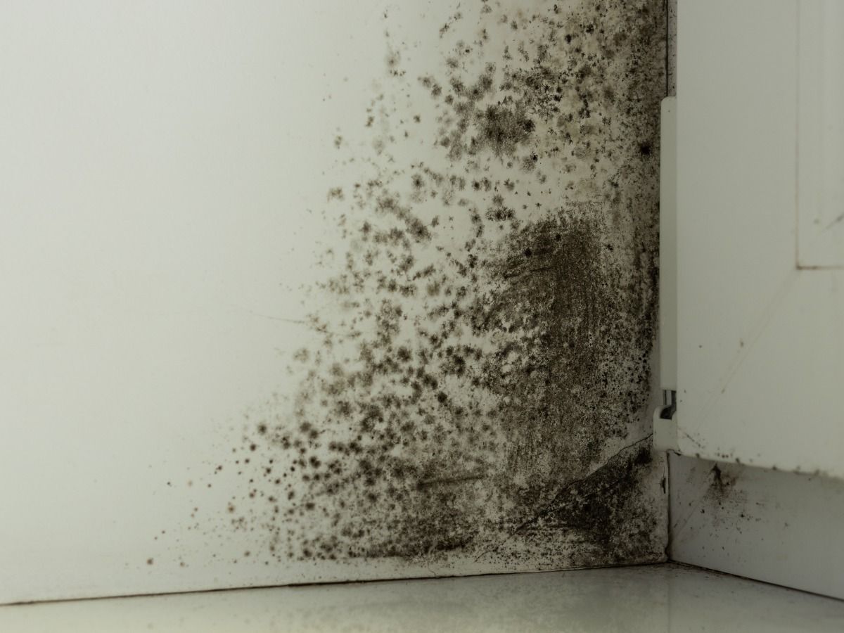 Dark mold growth spreading across a white wall and corner near kitchen cabinetry.