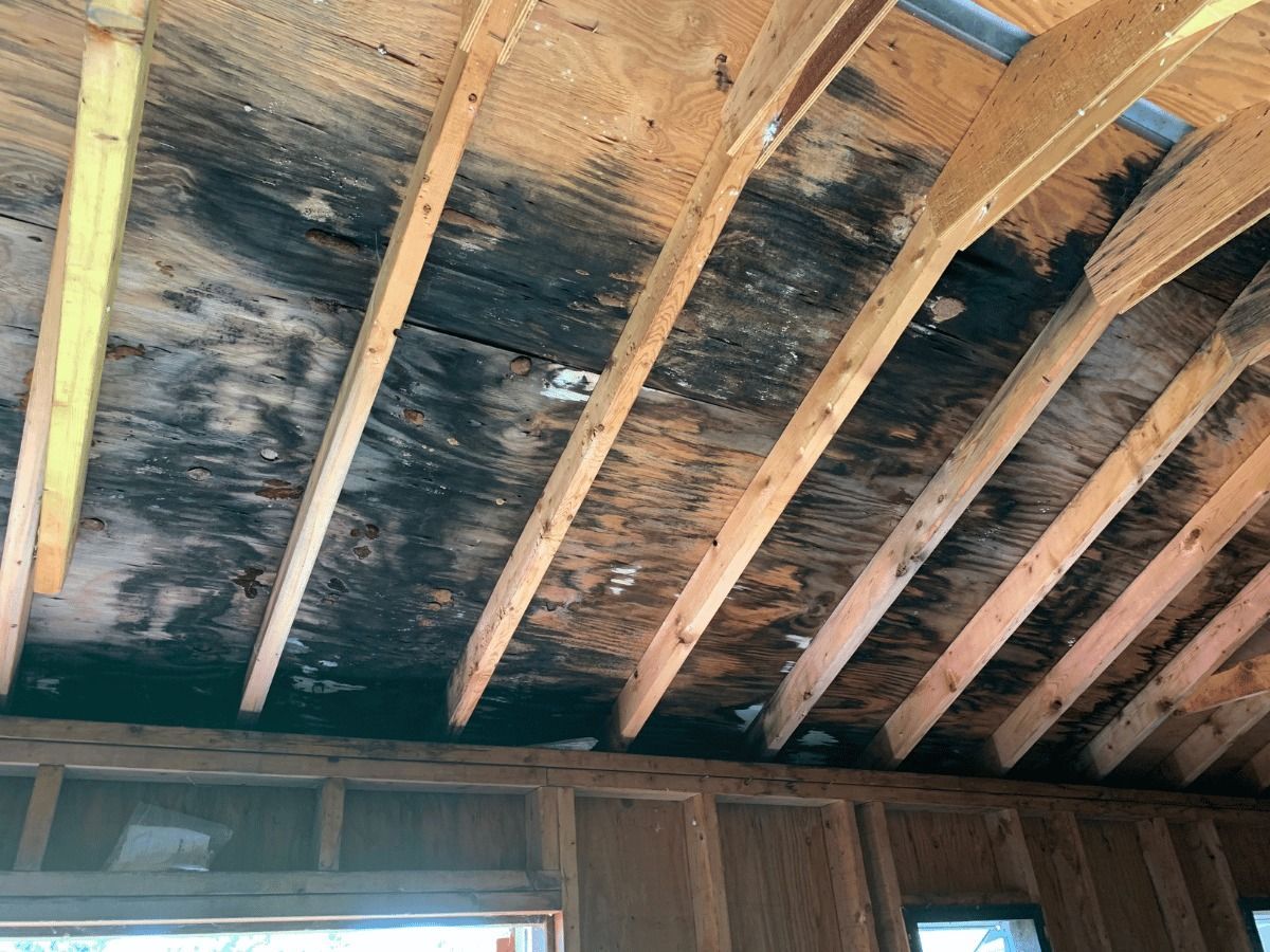 The underside of a wooden roof deck showing extensive dark, mold-like staining between exposed rafters.