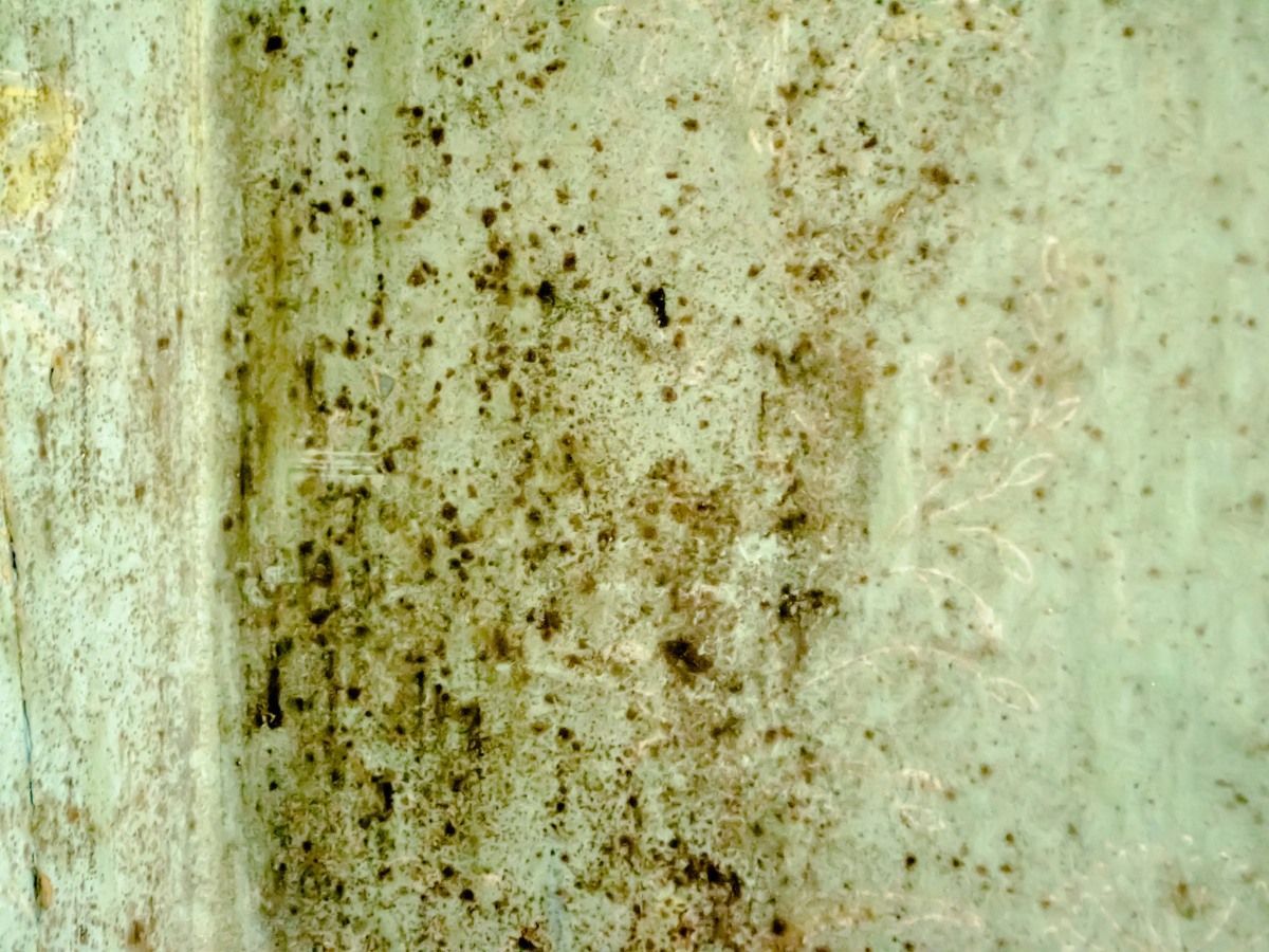 A close-up of a wall surface covered in dark patches of mold, showing discoloration and texture on a light-colored surface.