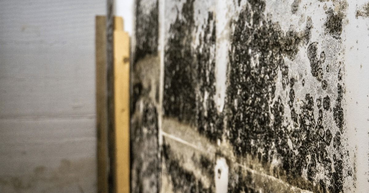 A wall surface covered in extensive, dark patches of mold growth, indicating severe moisture damage.