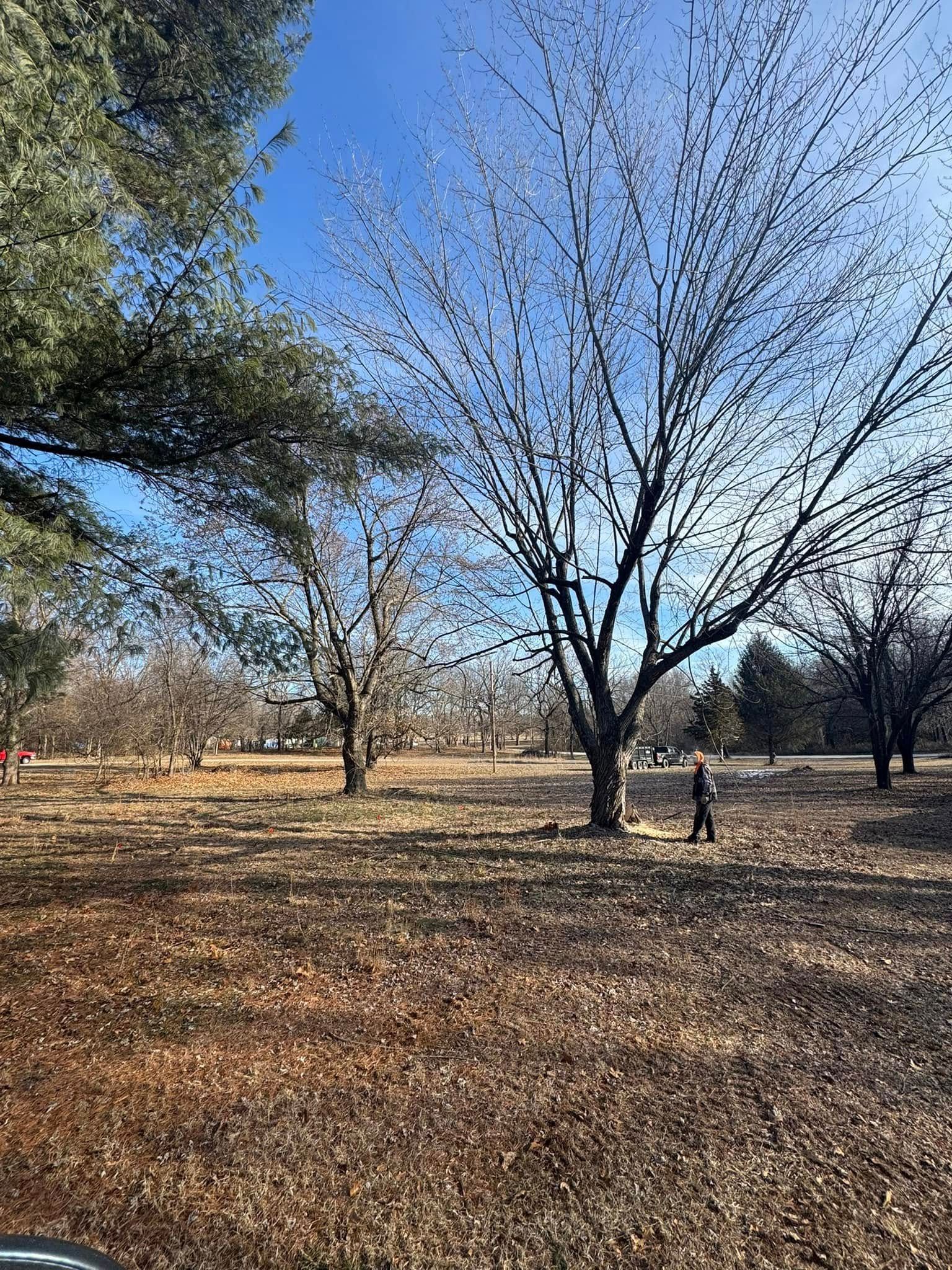Barren trees stand in a field with dry brown grass under a blue sky, person walking in the distance.