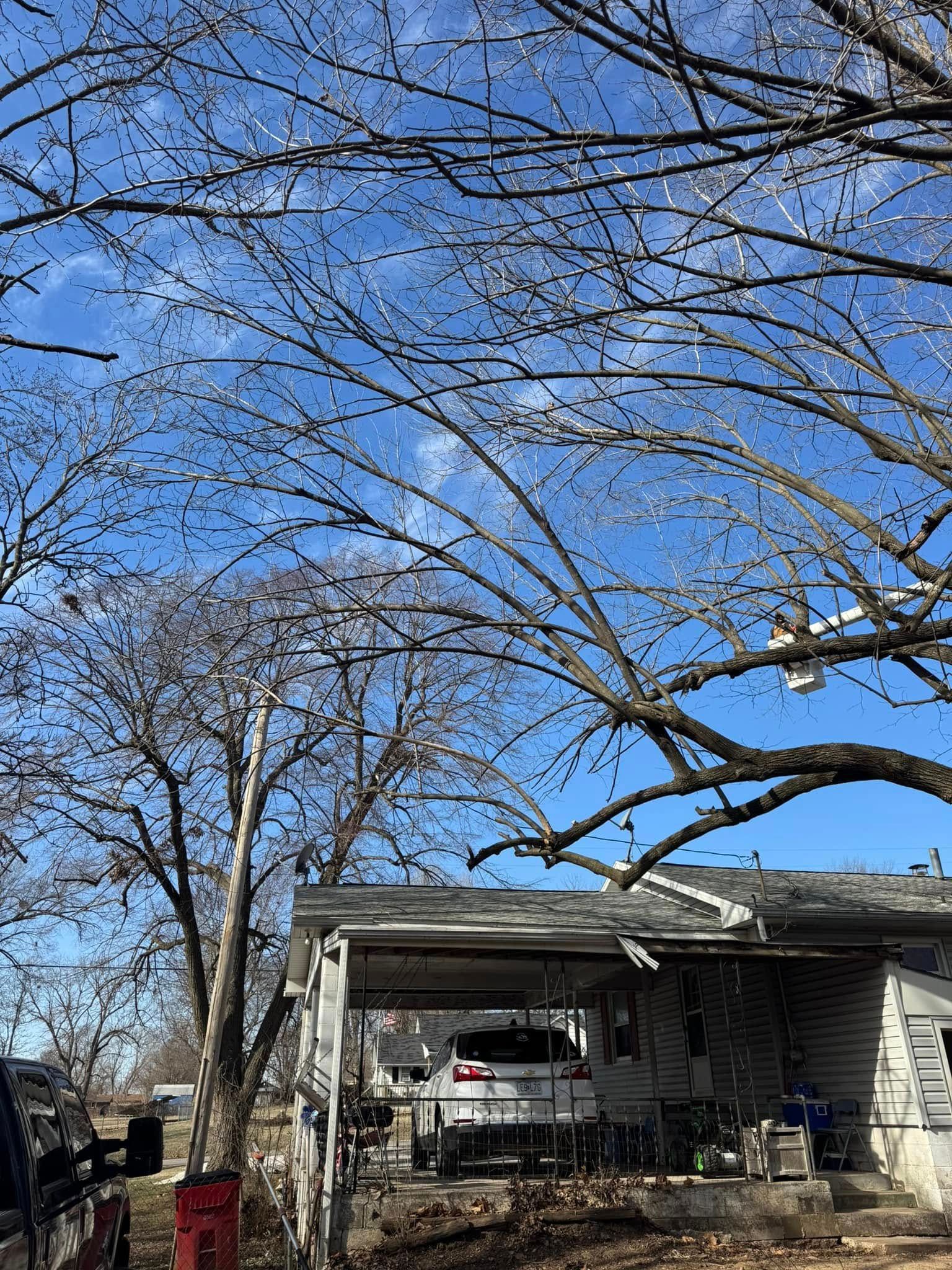 Bare tree branches against a blue sky, partially obscuring a weathered house.