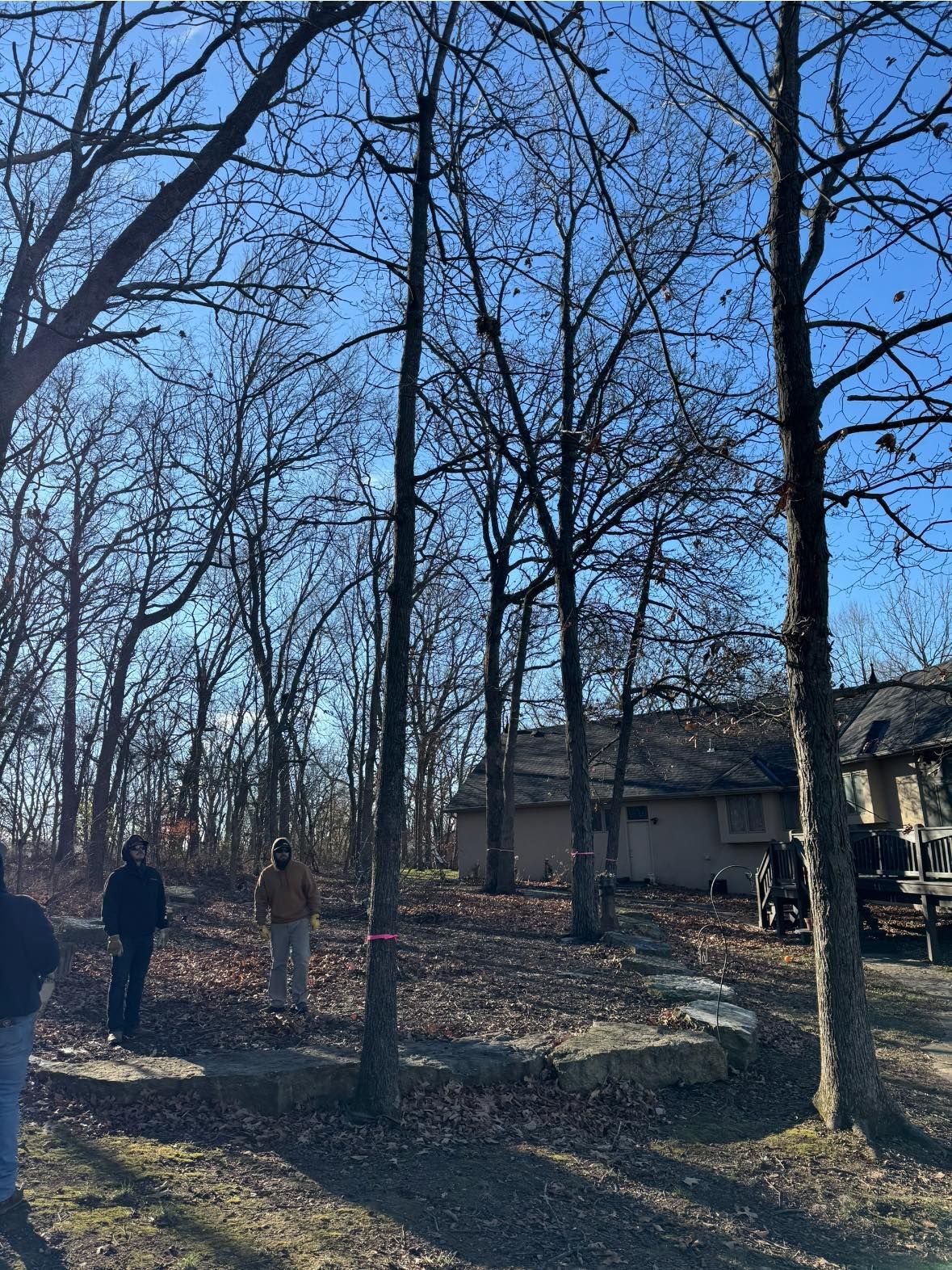 Several bare trees and a house on a hillside, two people standing near one tree in a leaflittered clearing.