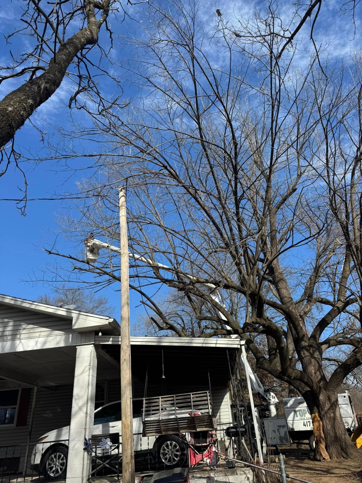 Bare tree branches against a bright blue sky. A house and utility pole are in the foreground.