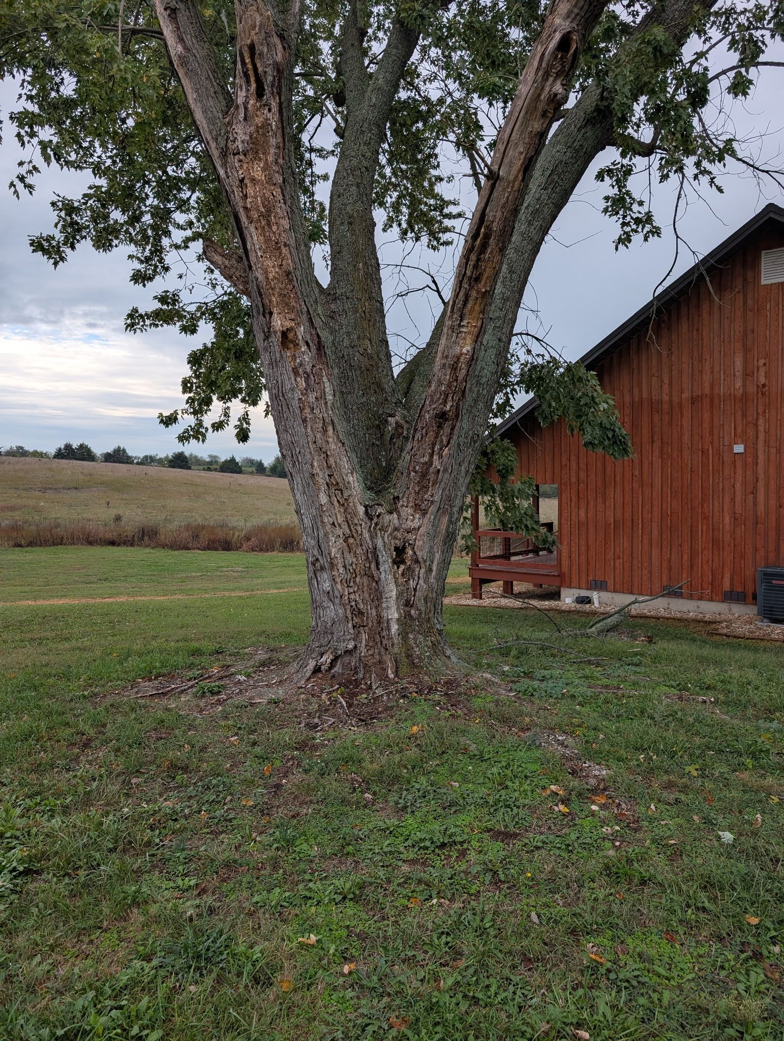 Tree with weathered bark next to a red-brown building, in a field with overcast sky.