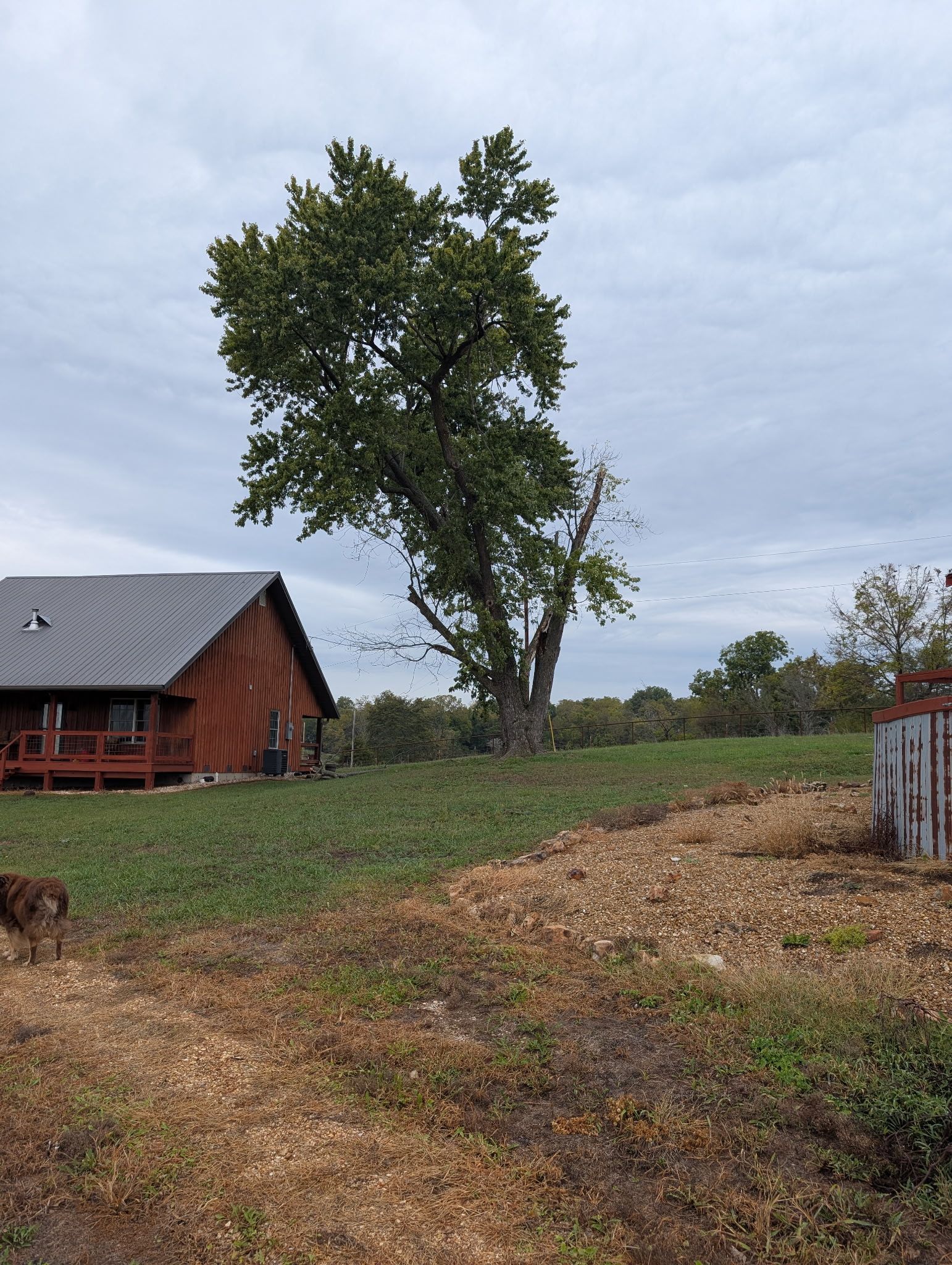 Cabin and tree on a grassy hill, overcast sky. Dirt path leads to the cabin's wooden exterior and roof.