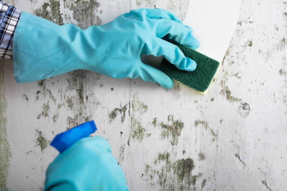 A Person Wearing Blue Gloves Is Cleaning A Wall With A Sponge And Spray Bottle — Sadie's Cleaning Services in Yeppoon, QLD