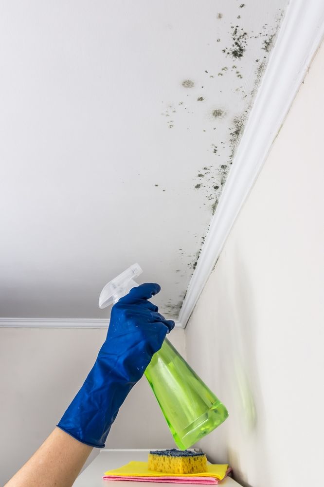 A Person Is Cleaning A Ceiling With A Spray Bottle — Sadie's Cleaning Services in Gracemere, QLD