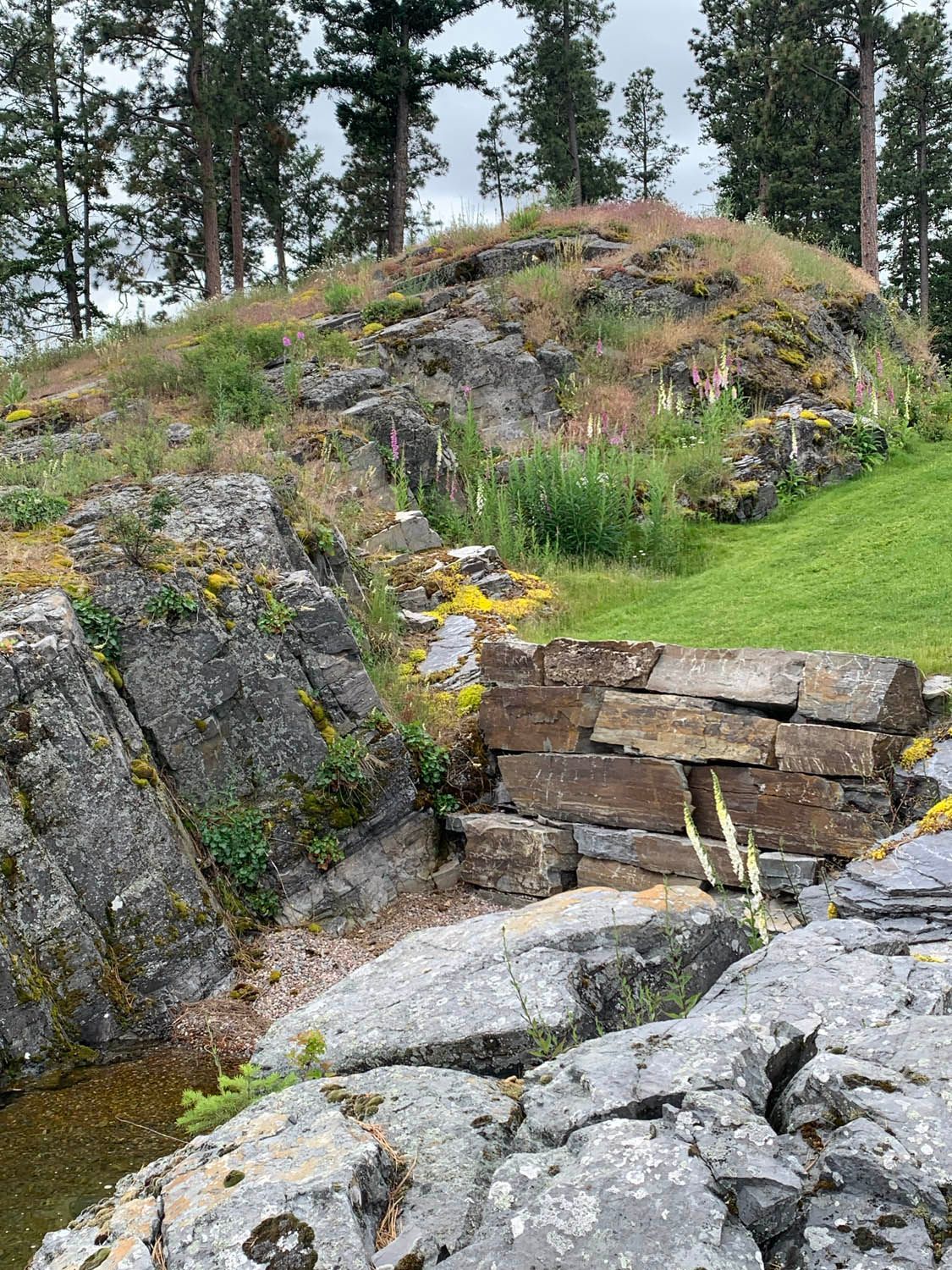 There are a lot of rocks and trees in the background.