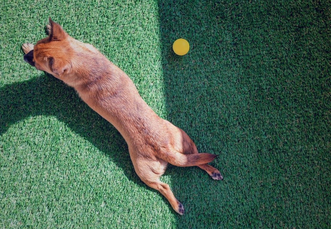 An image of Pet-Friendly Artificial Grass in Citrus Heights CA