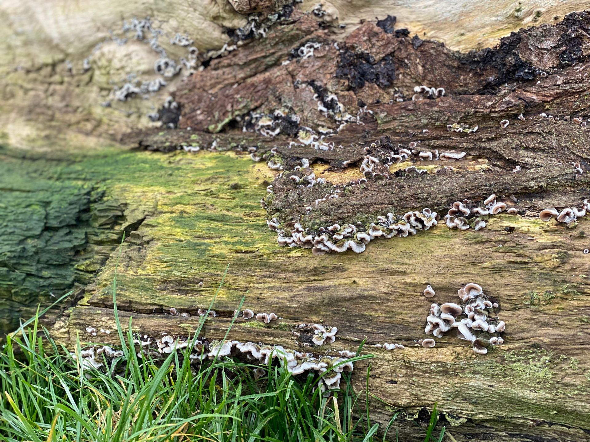 HoofdAct, coaching in de natuur