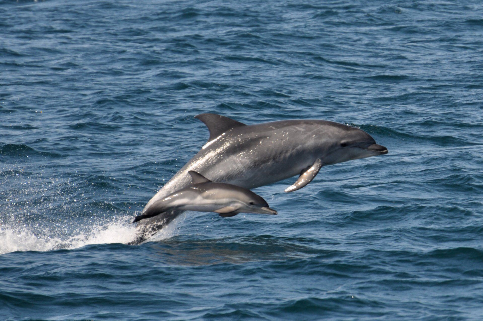 Dolphin Watching in Beaufort, SC | Beaufort Coastal Adventures