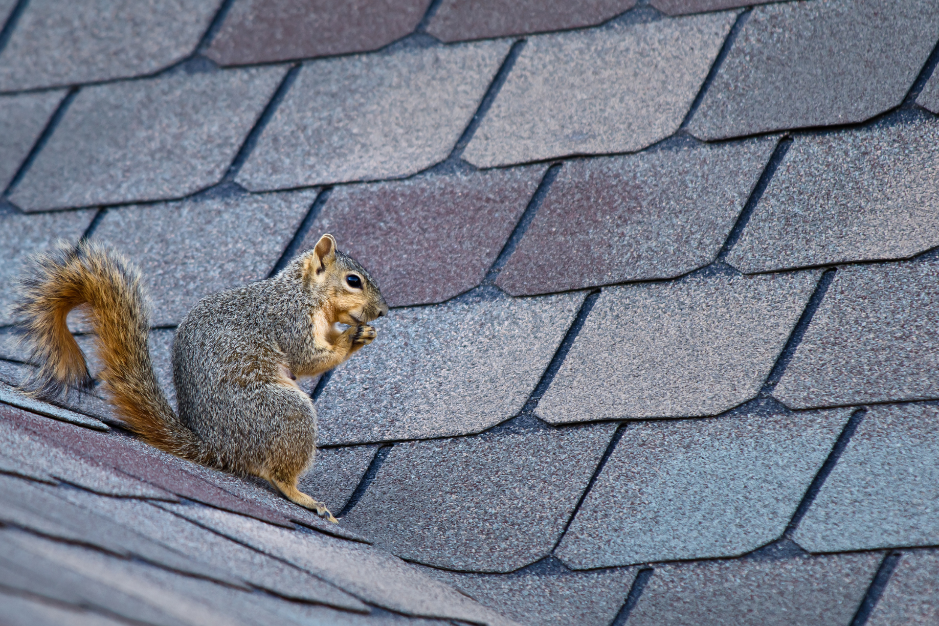 A squirrel is sitting on top of a roof.