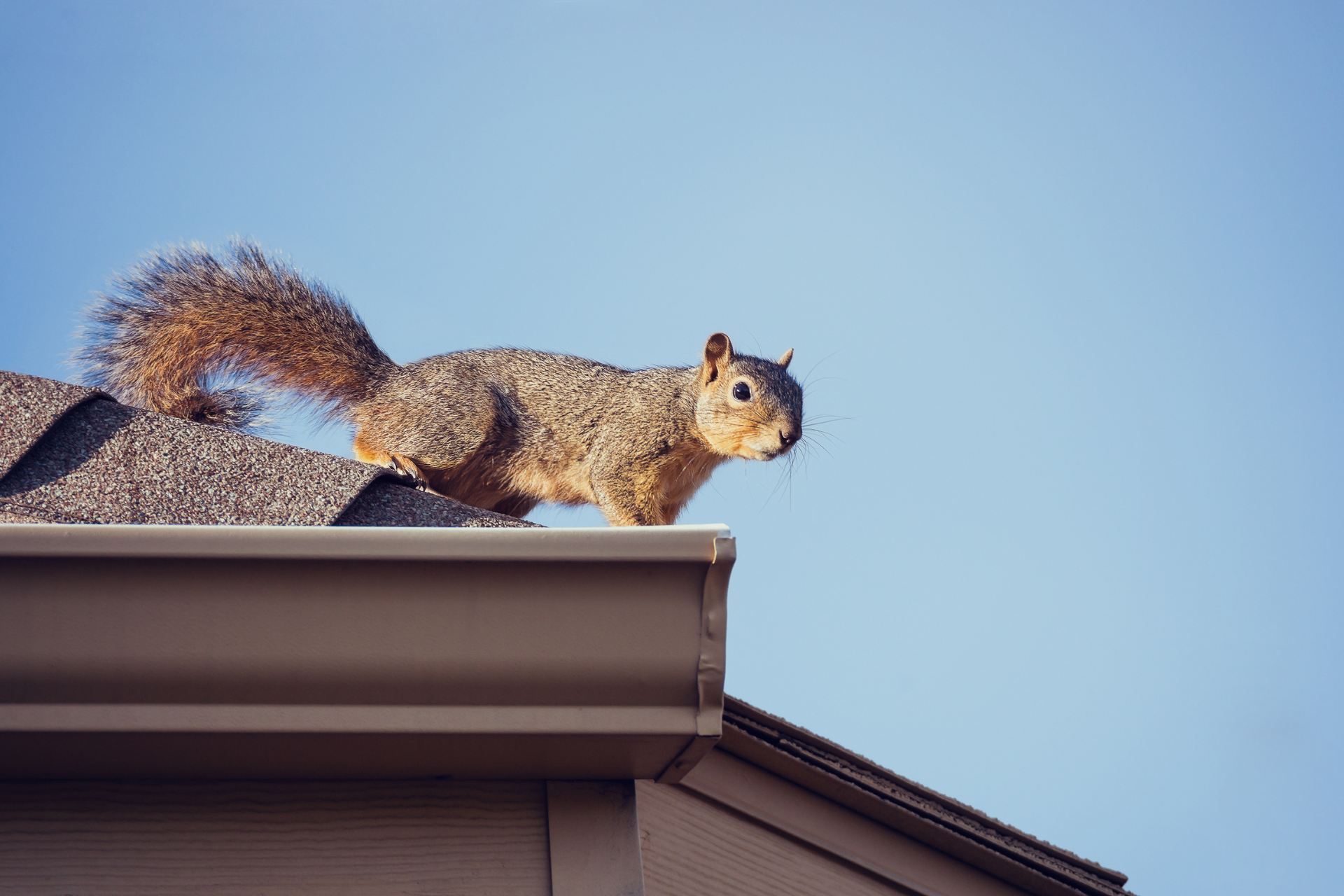 A squirrel is sitting on top of a roof.