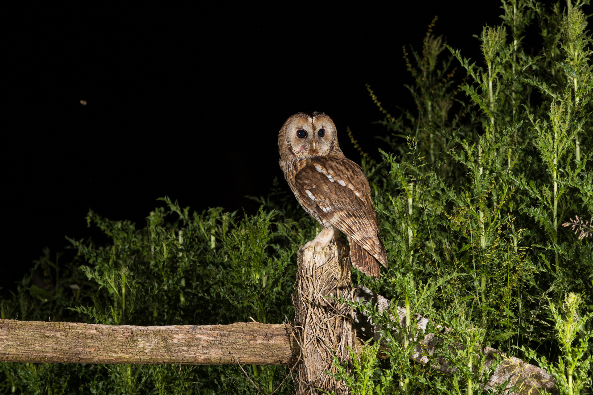 An owl is perched on a wooden fence post at night.