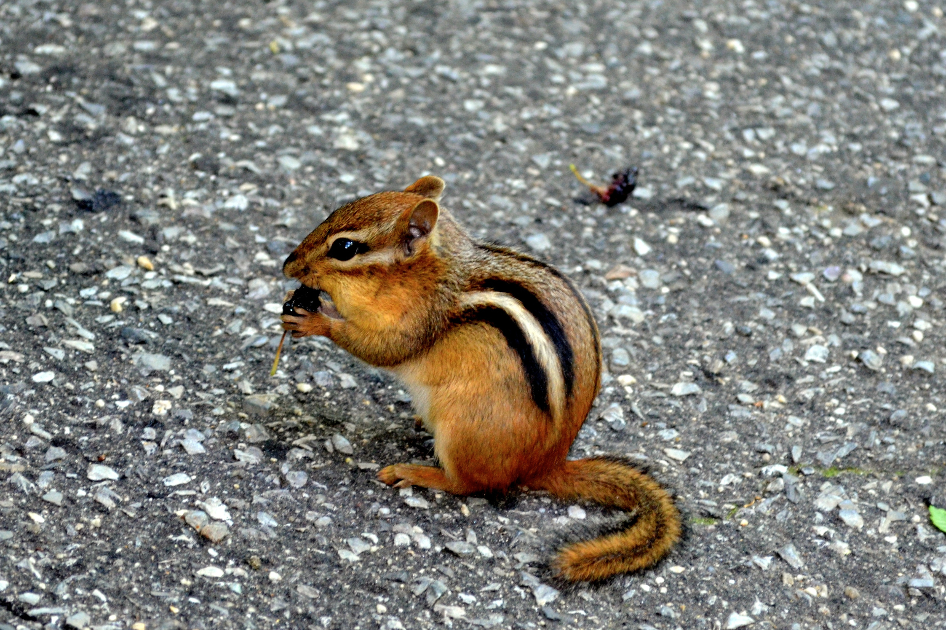 A chipmunk is eating a nut on the ground.