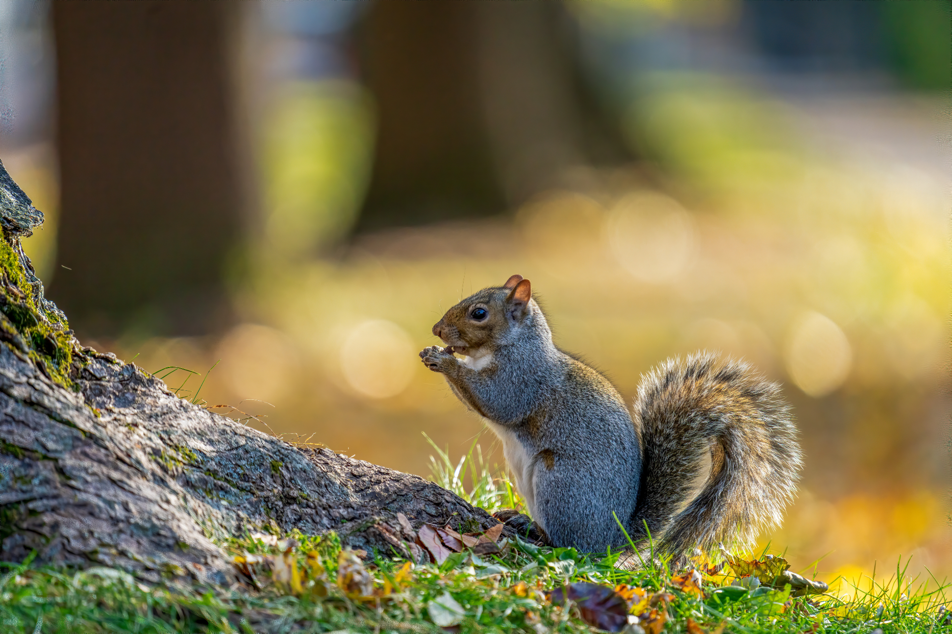 A squirrel is sitting on a tree stump in the grass eating a nut.