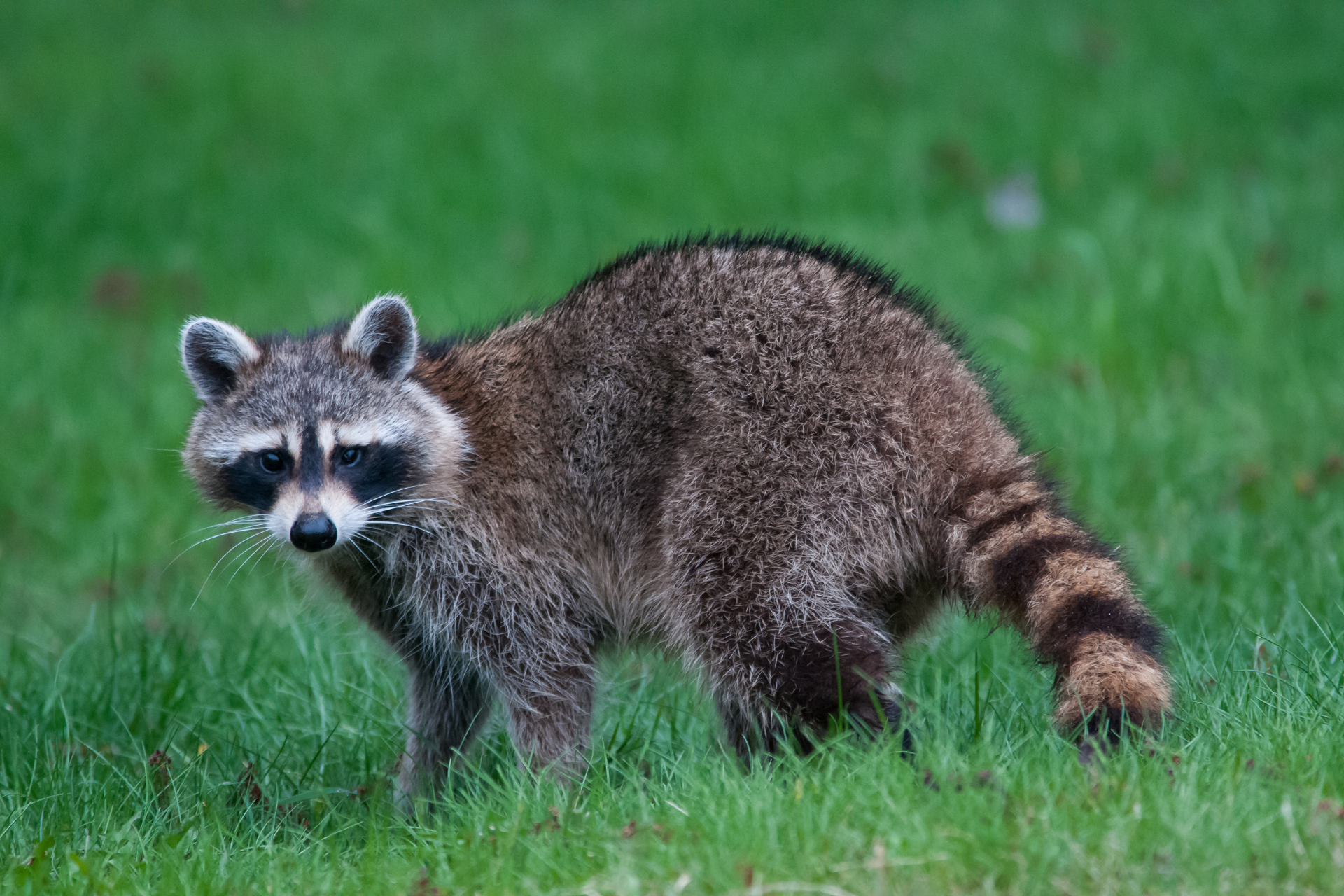 a raccoon is standing in the grass looking at the camera .