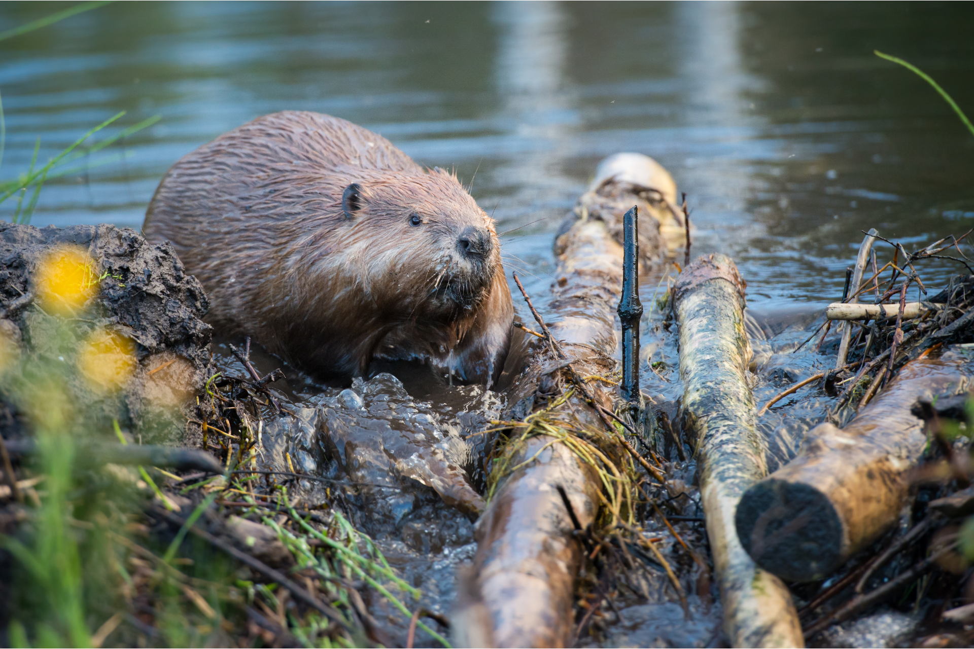 two beavers are standing on a log in the water .
