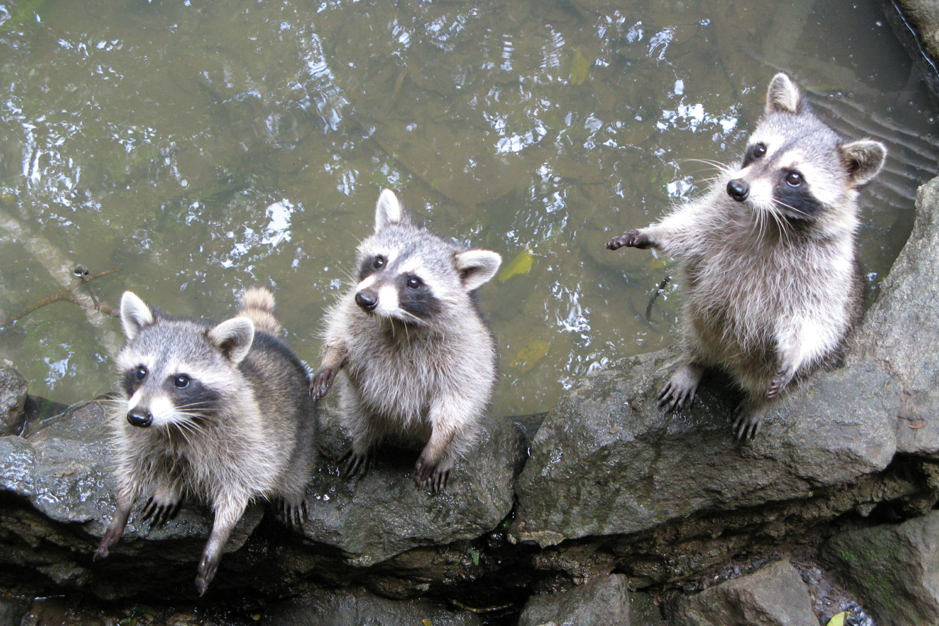 Three raccoons are standing on a rock near a body of water