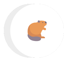 a hamster is sitting in a circle on a white background .