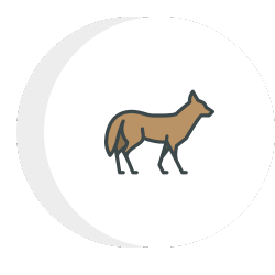 a fox is standing in a circle on a white background .